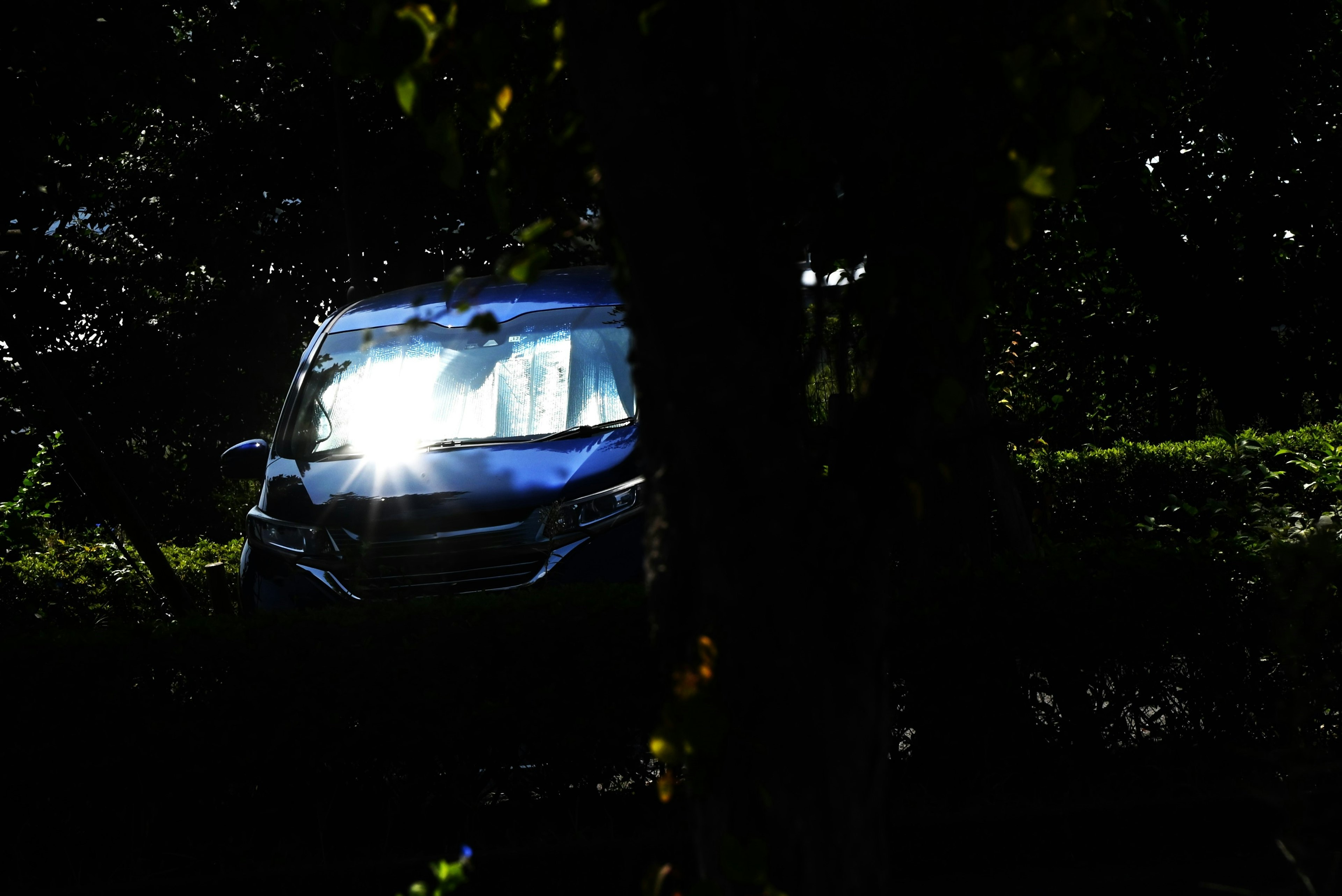 Car headlights visible through trees