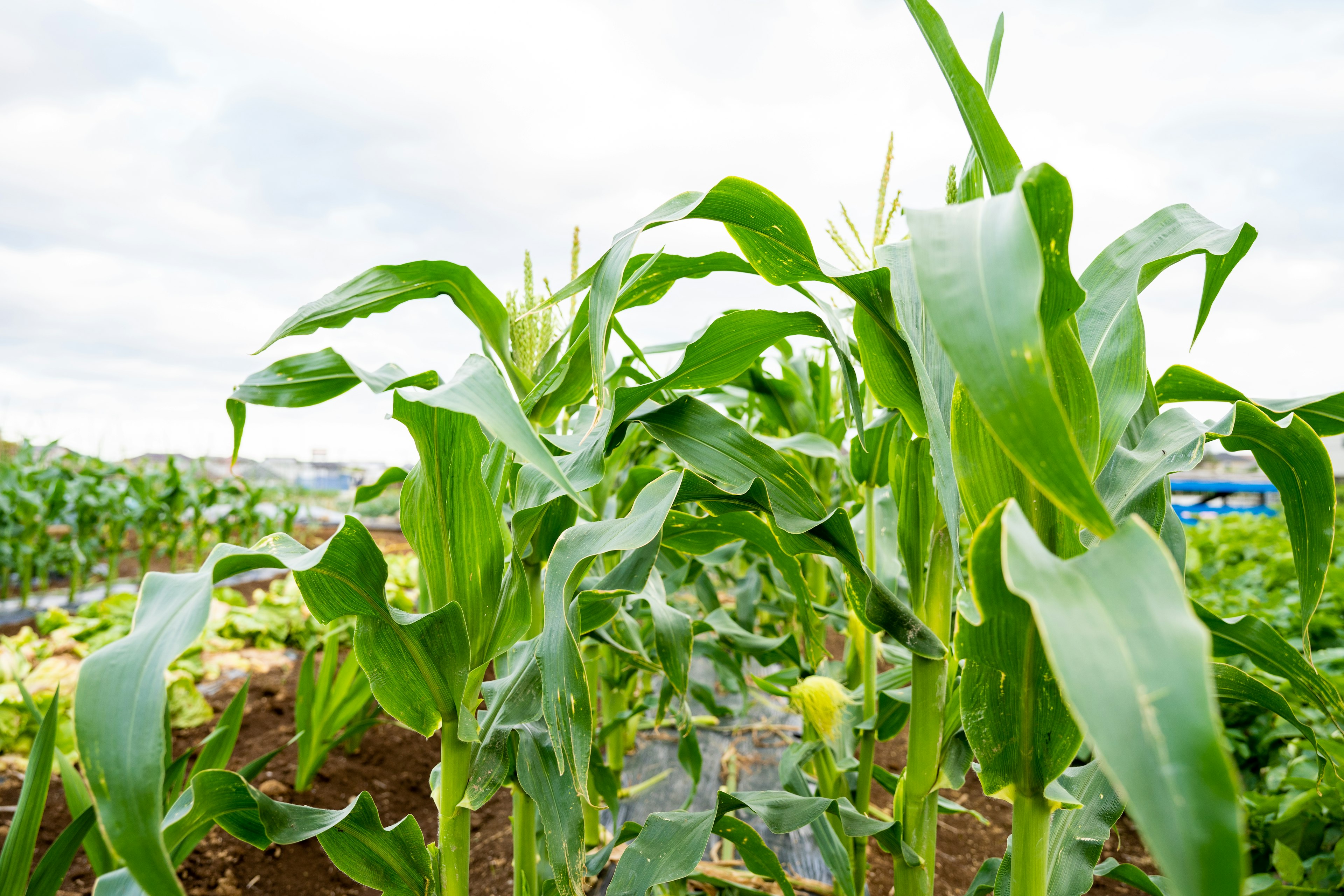 Daun jagung hijau subur di ladang dengan langit berawan