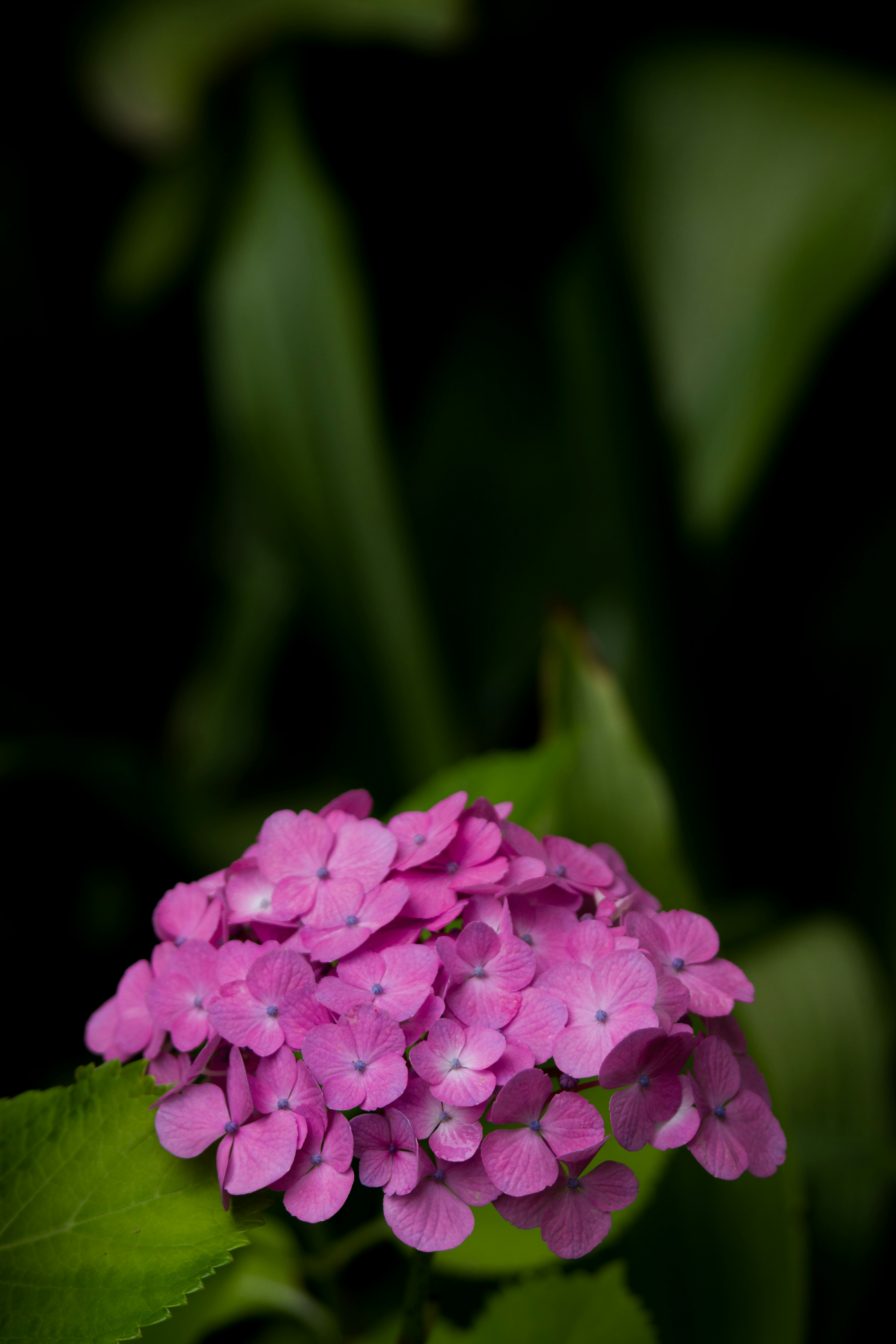 Bunga pink cerah dikelilingi daun hijau