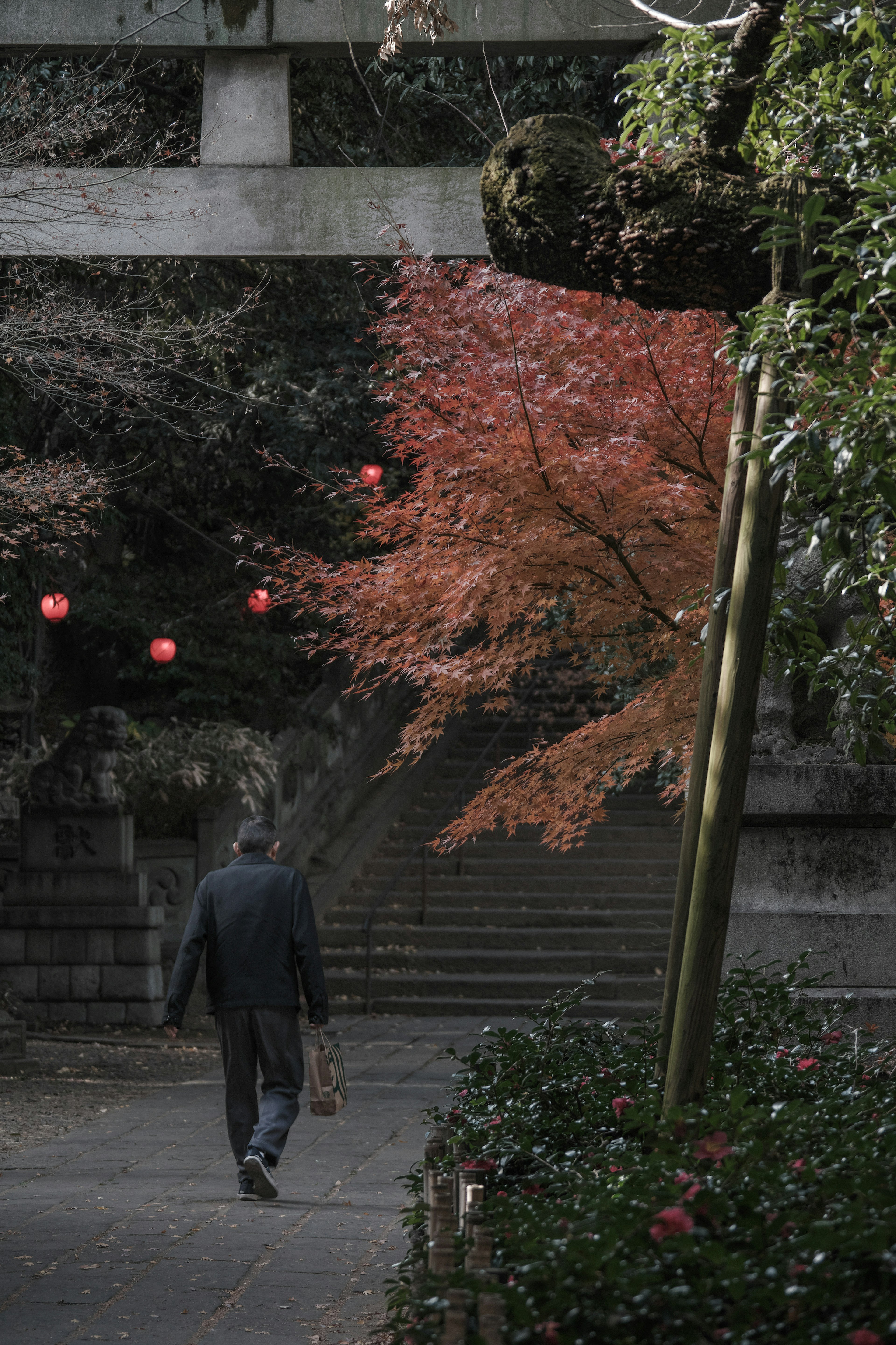 人が歩いている神社の参道に紅葉した木と赤い提灯が見える