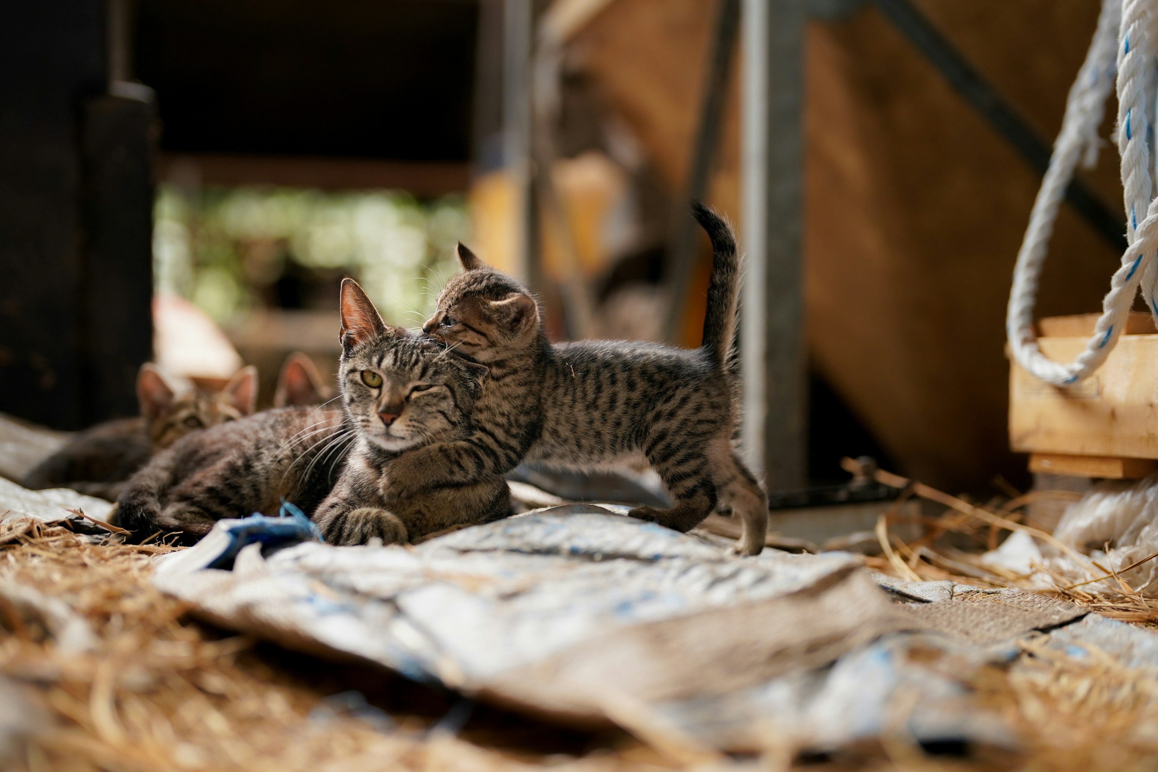 Gatitos jugando y descansando en un entorno rústico