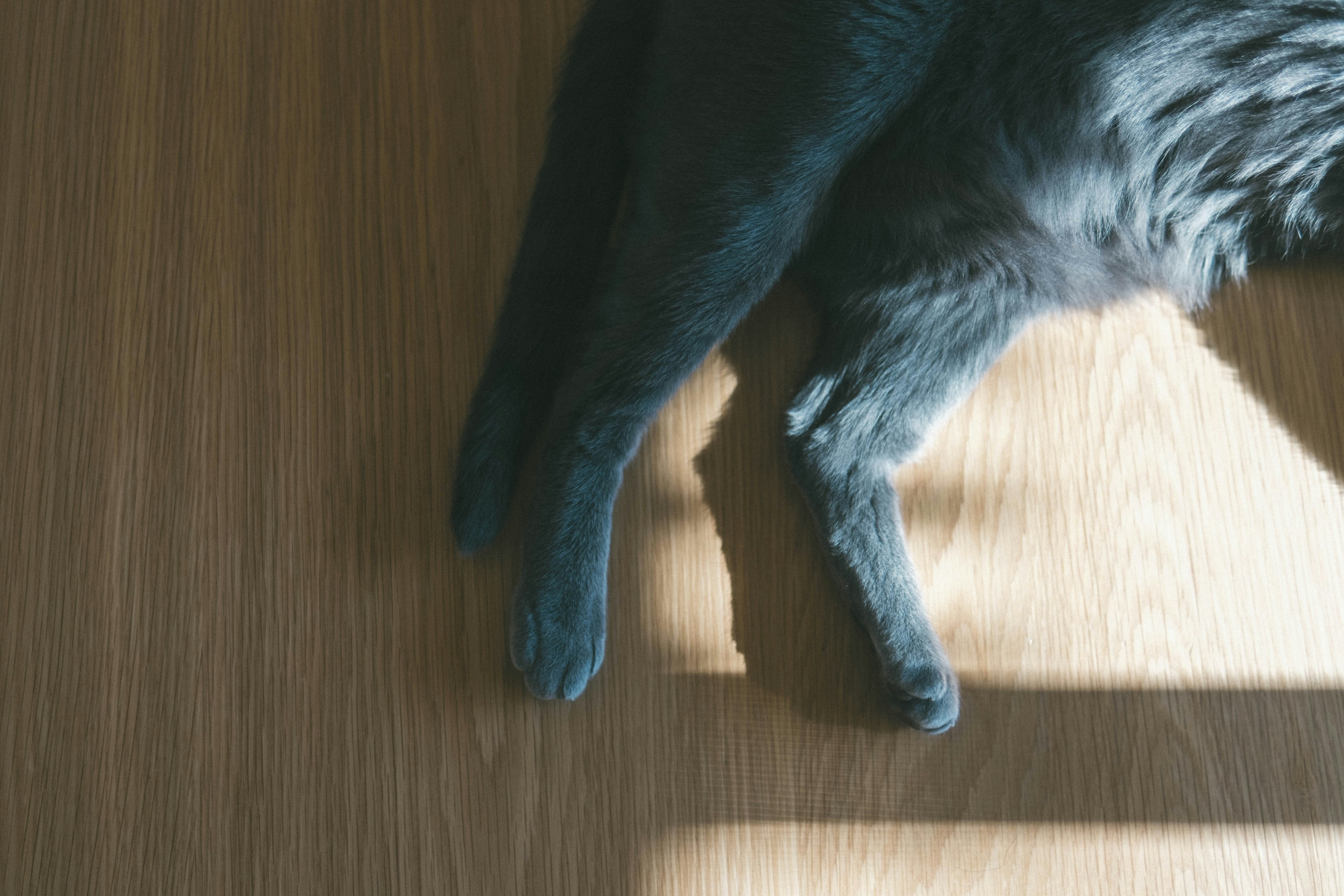 Kaki kucing hitam beristirahat di lantai kayu