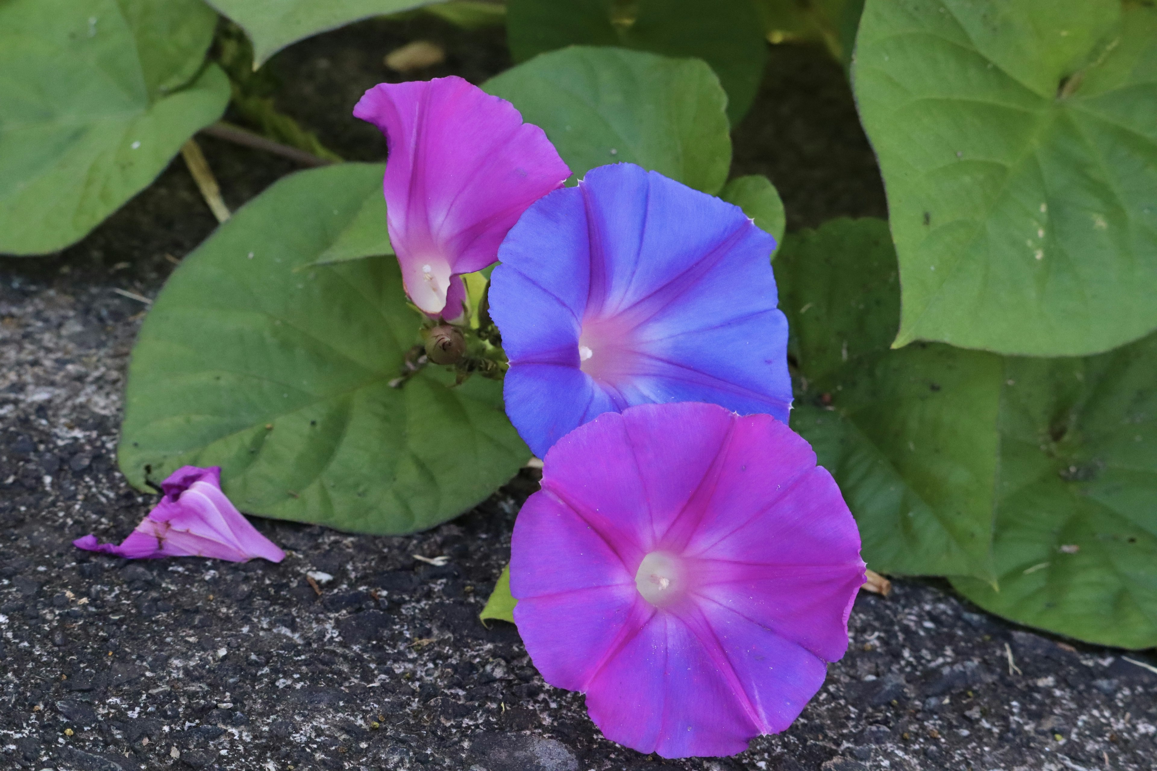 Blue and purple morning glory flowers with green leaves