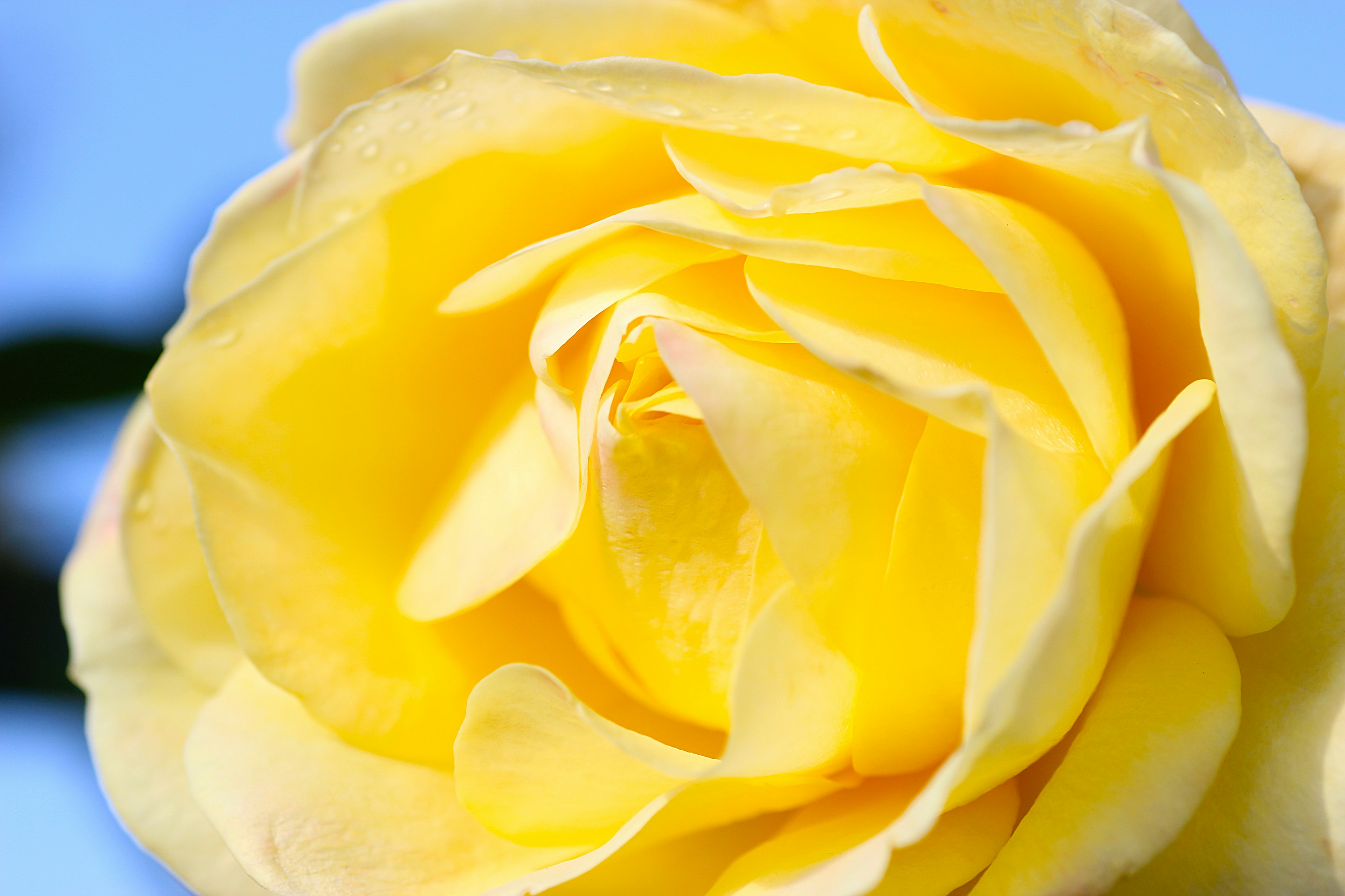 Close-up of a beautiful yellow rose against a blue sky