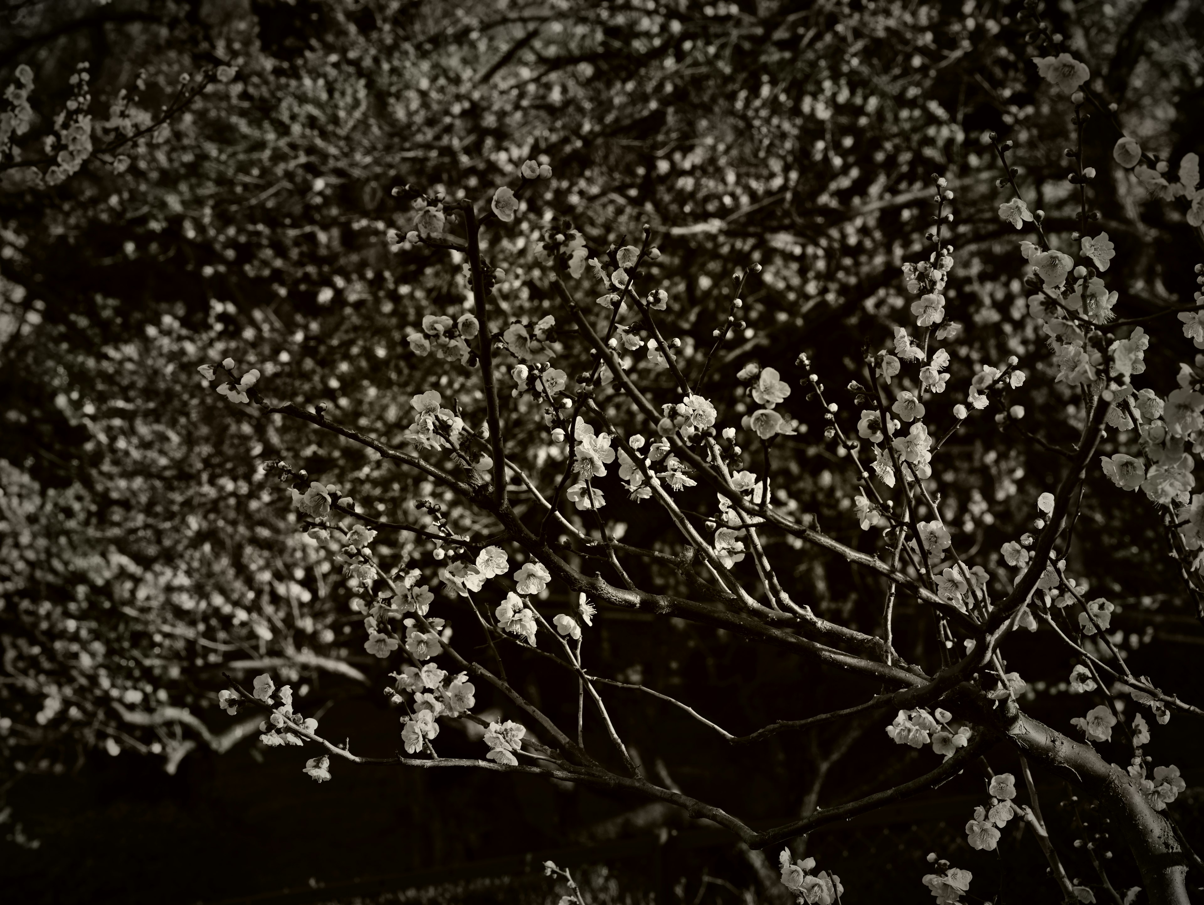 Detailed image of branches with blooming white flowers