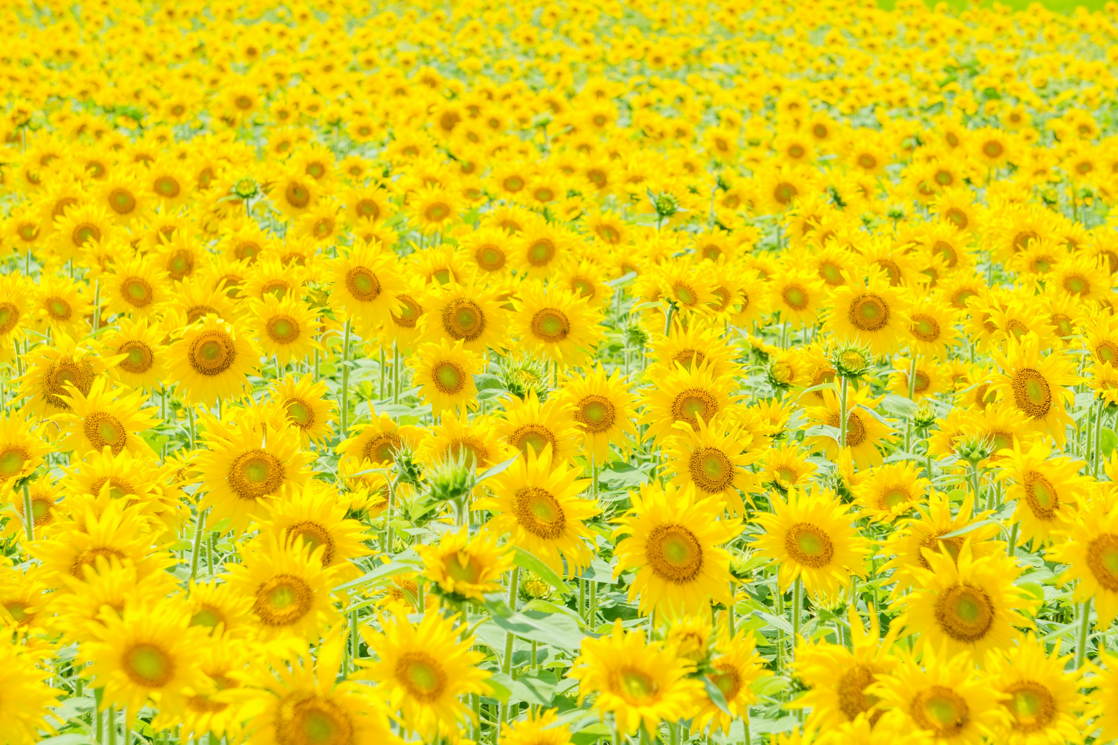 Vibrant field of sunflowers in bright yellow