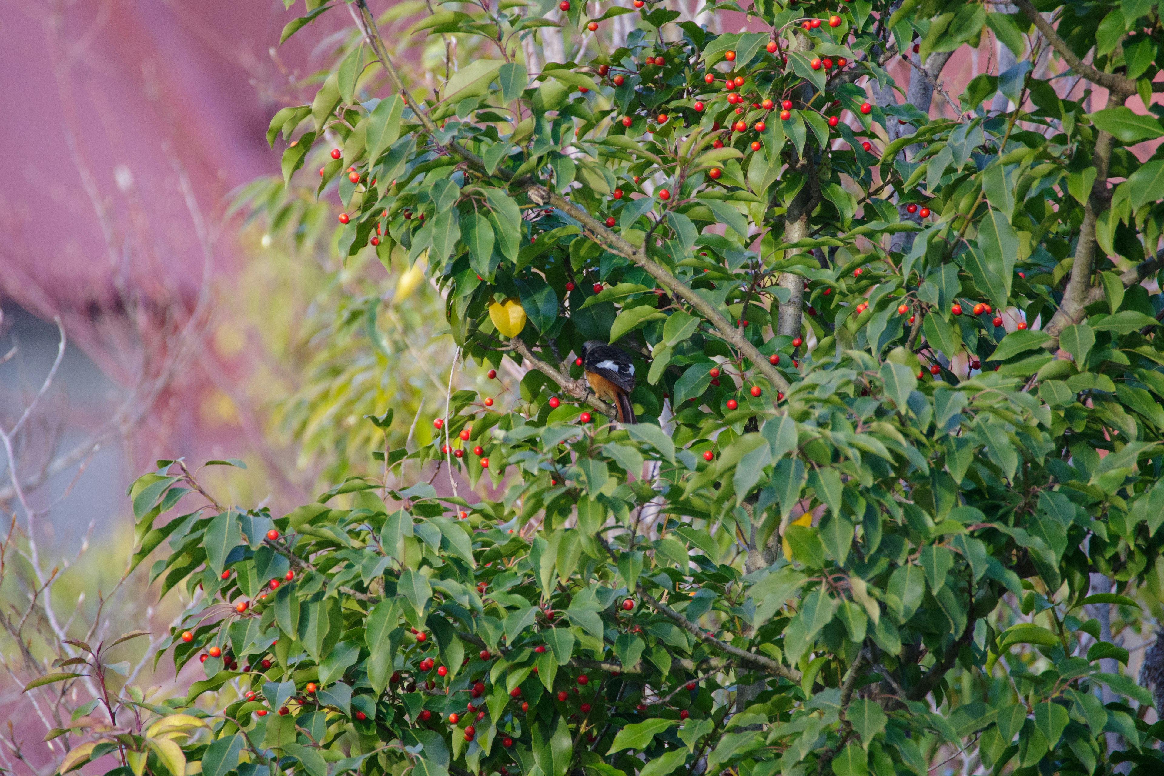 Primer plano de una rama de árbol con hojas verdes y bayas rojas