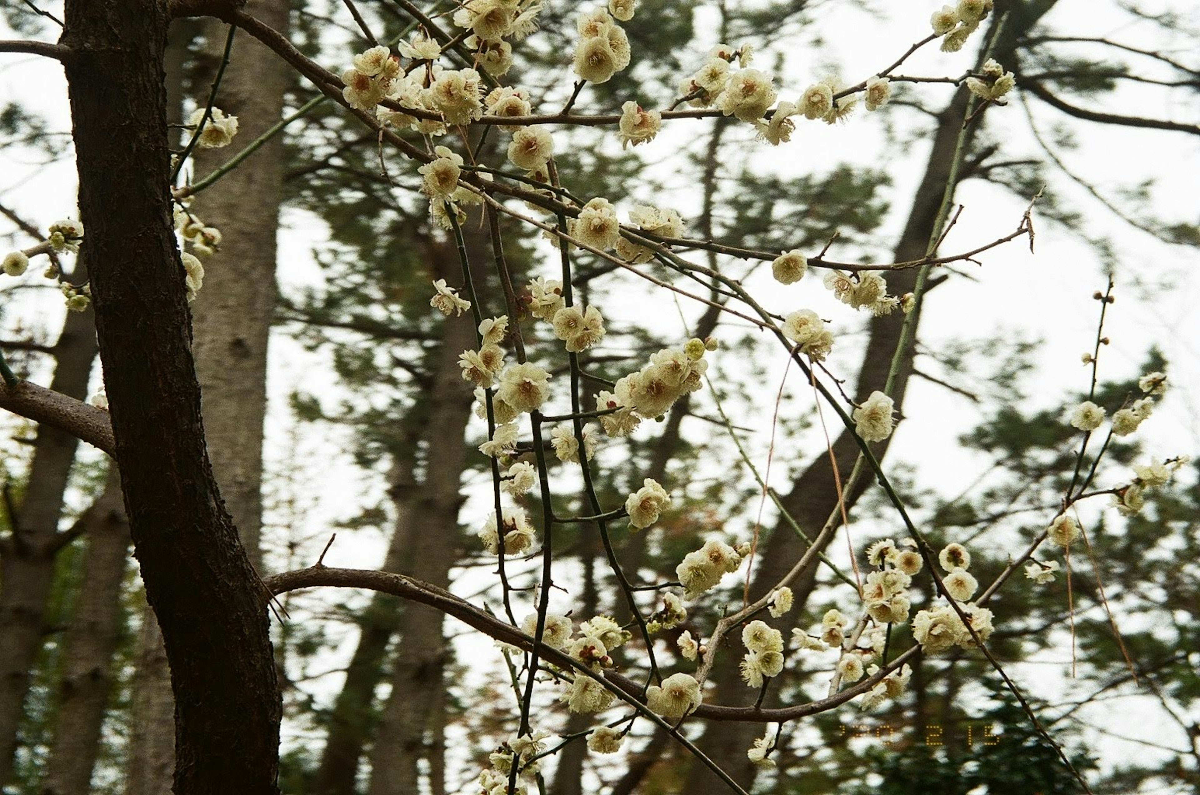 白い花が咲く木の枝と背景の木々