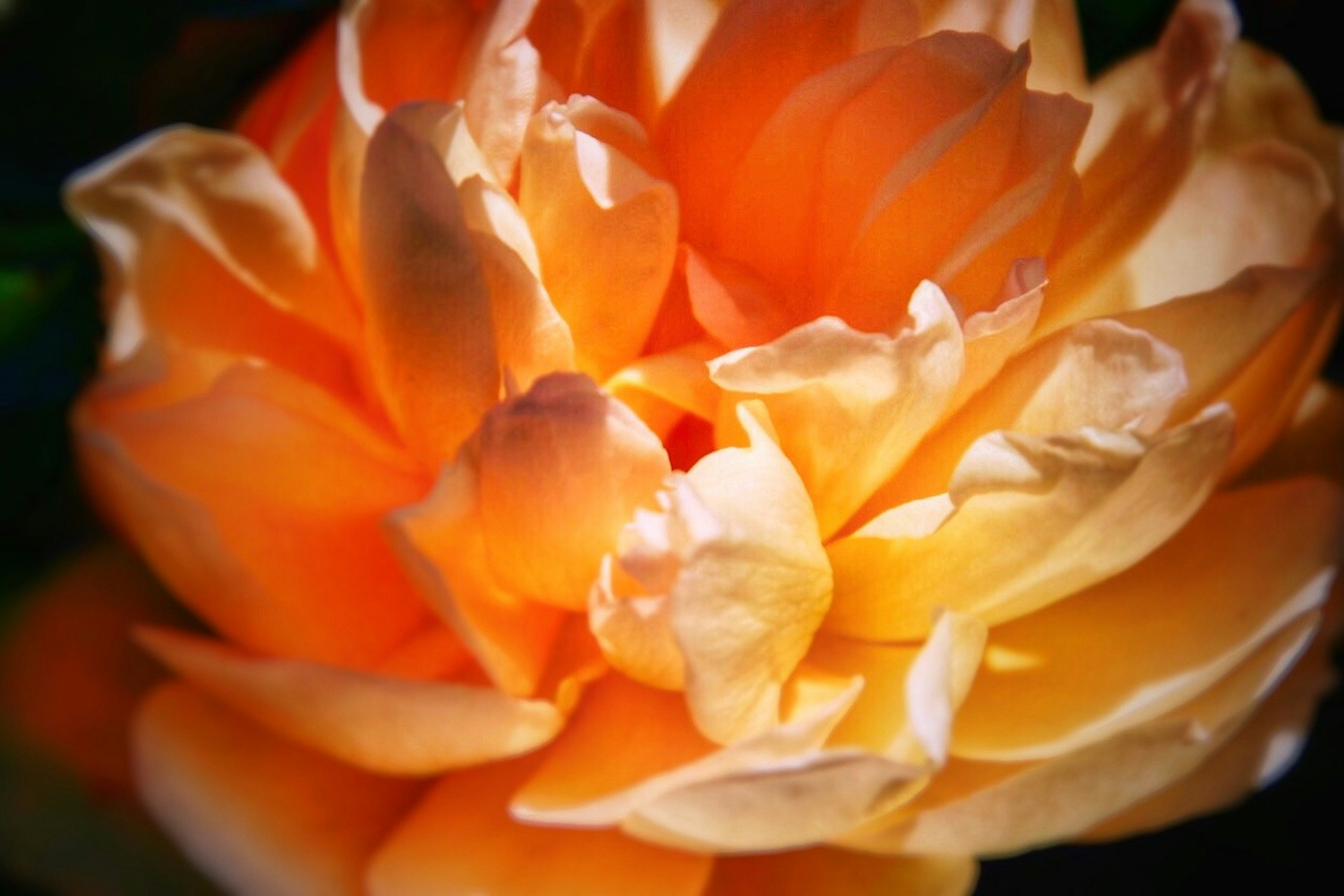 Fleur magnifique avec des pétales orange superposés