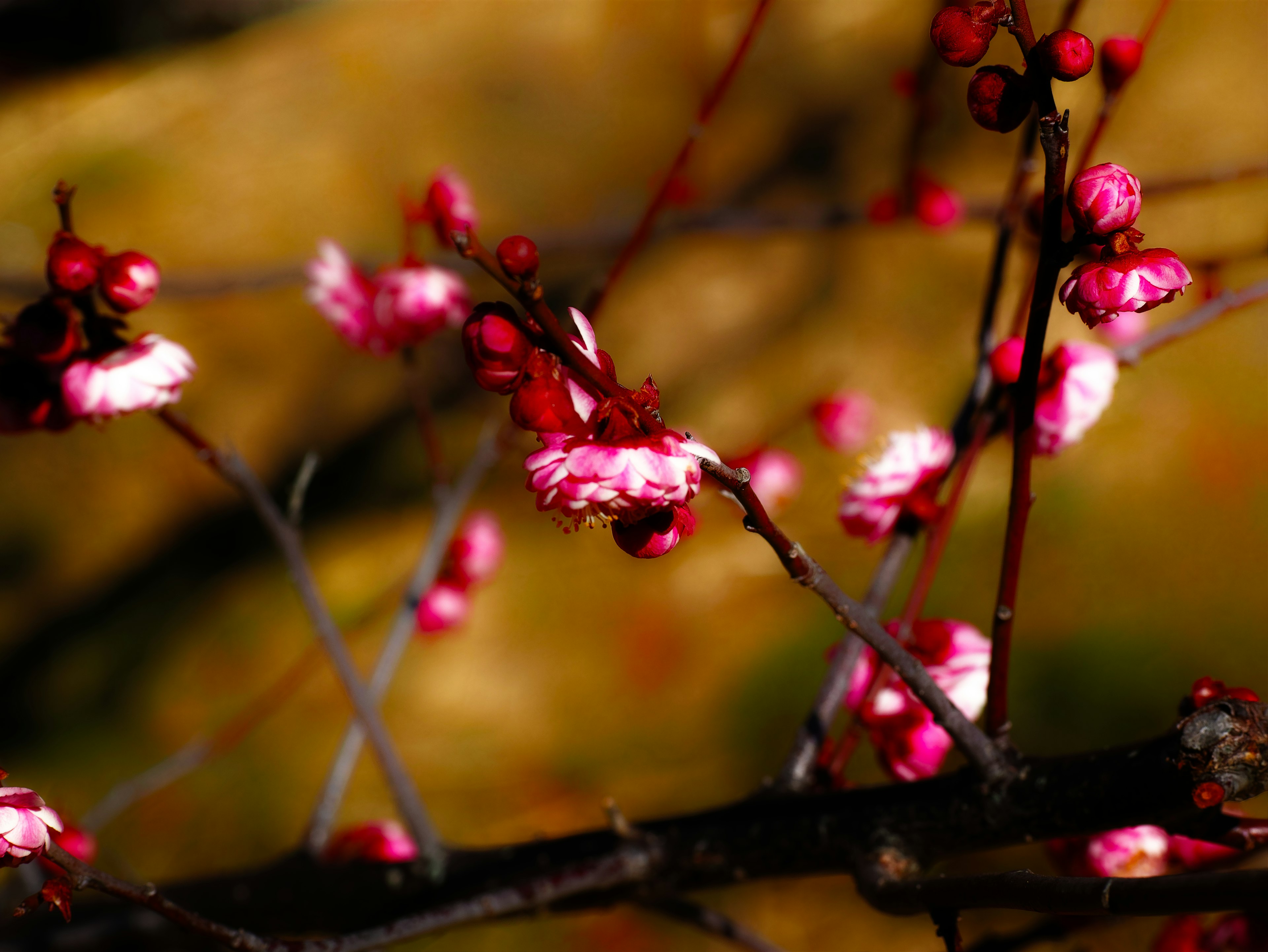 Primo piano di un ramo con fiori di prugno in fiore e gemme