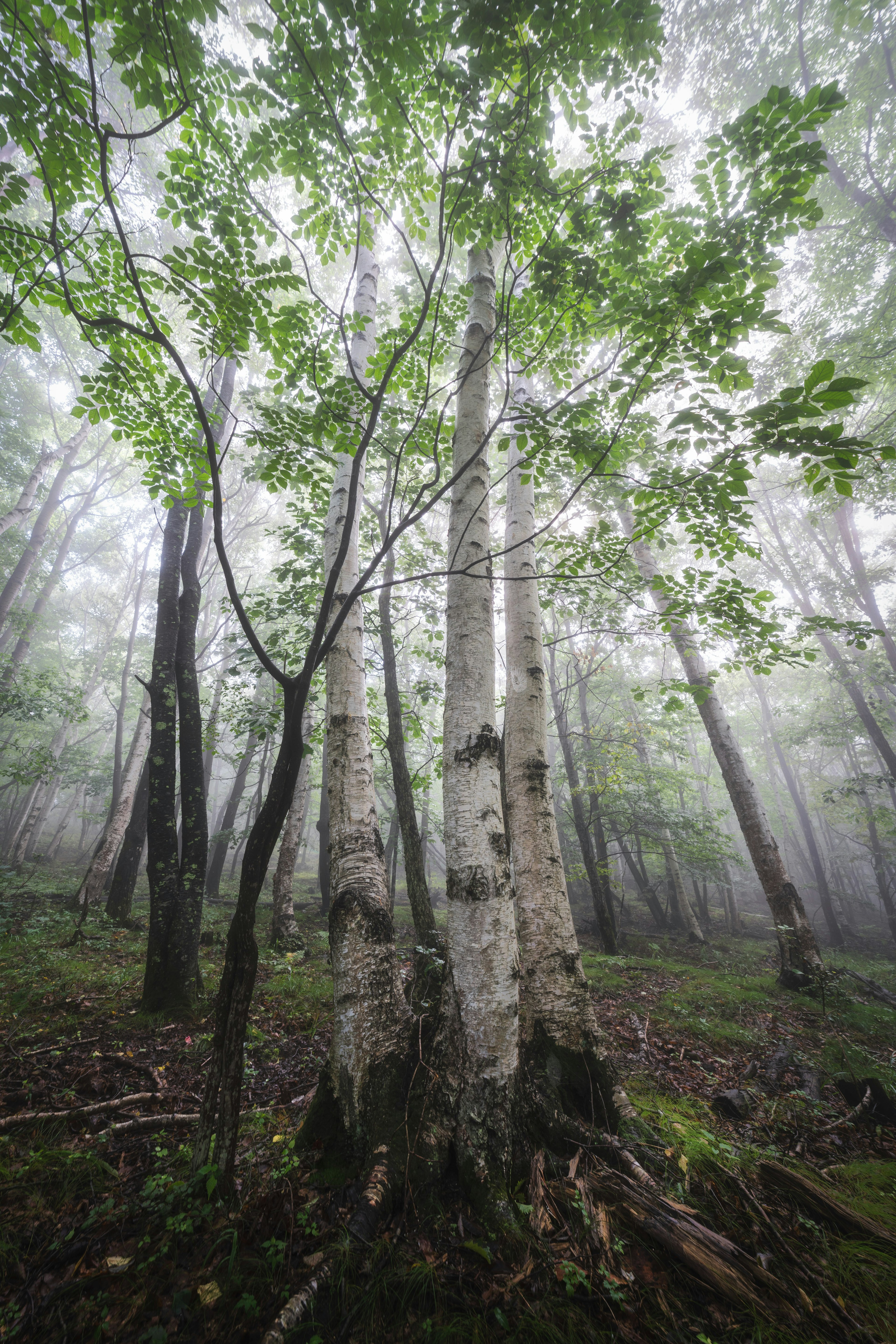 Pohon birch dengan daun hijau di hutan berkabut