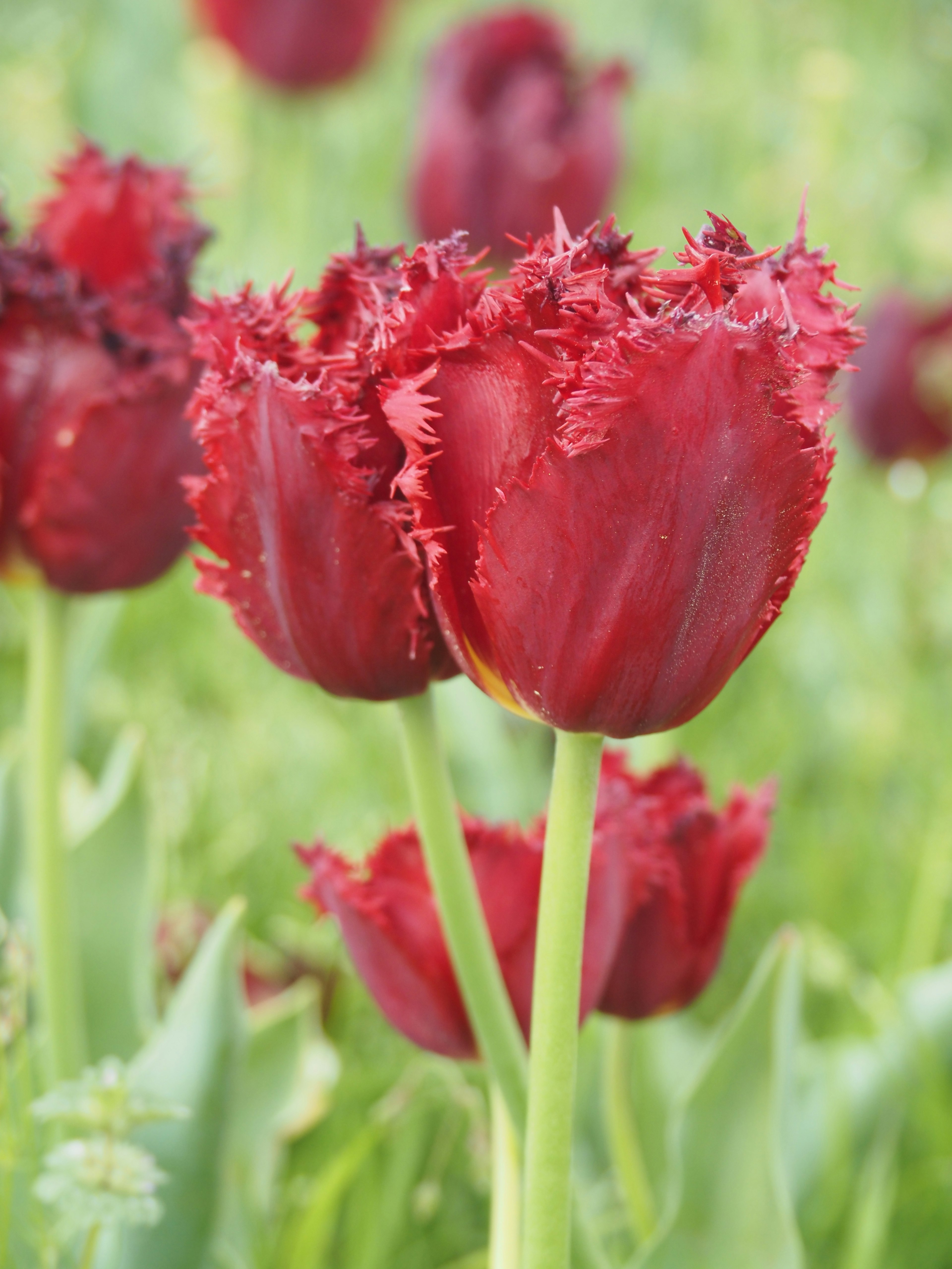 Lebendige rote Tulpenblüten blühen zwischen grünen Blättern