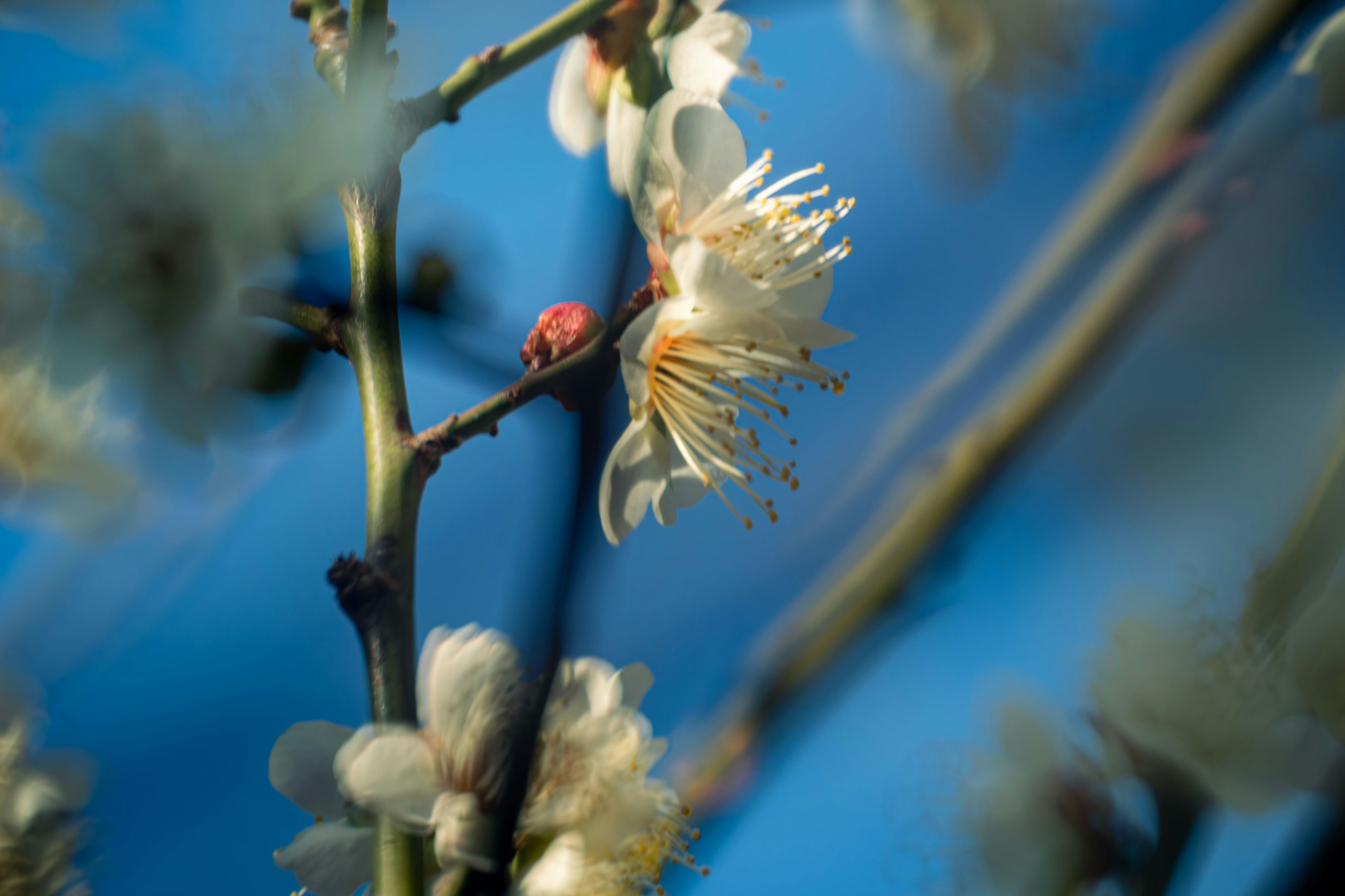 Primer plano de flores blancas y ramas bajo un cielo azul