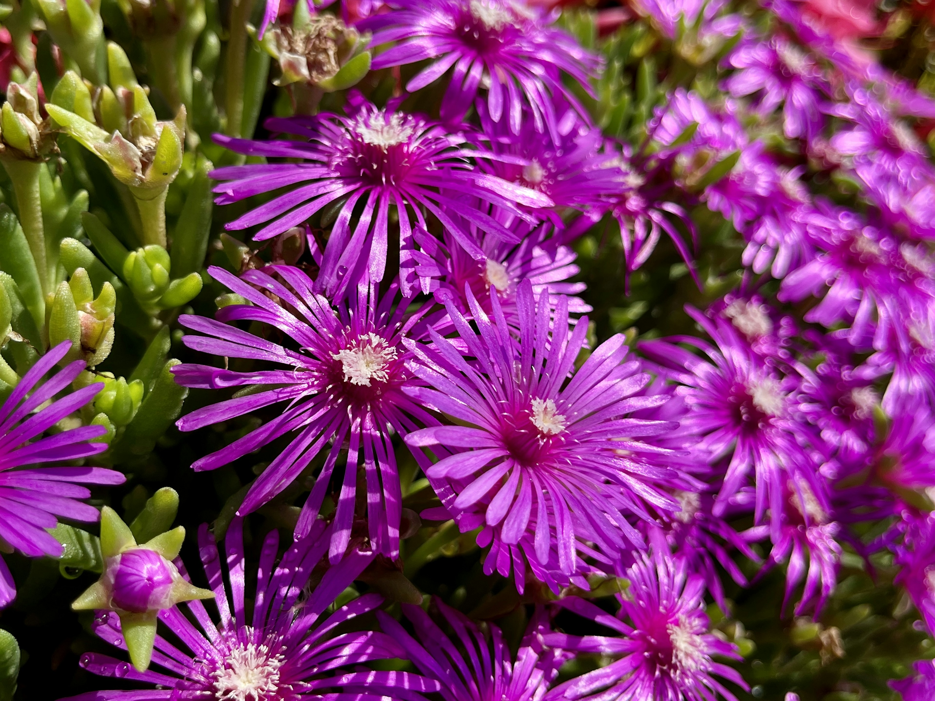 Nahaufnahme von lebhaften lila Blumen, die zwischen grünem Laub blühen