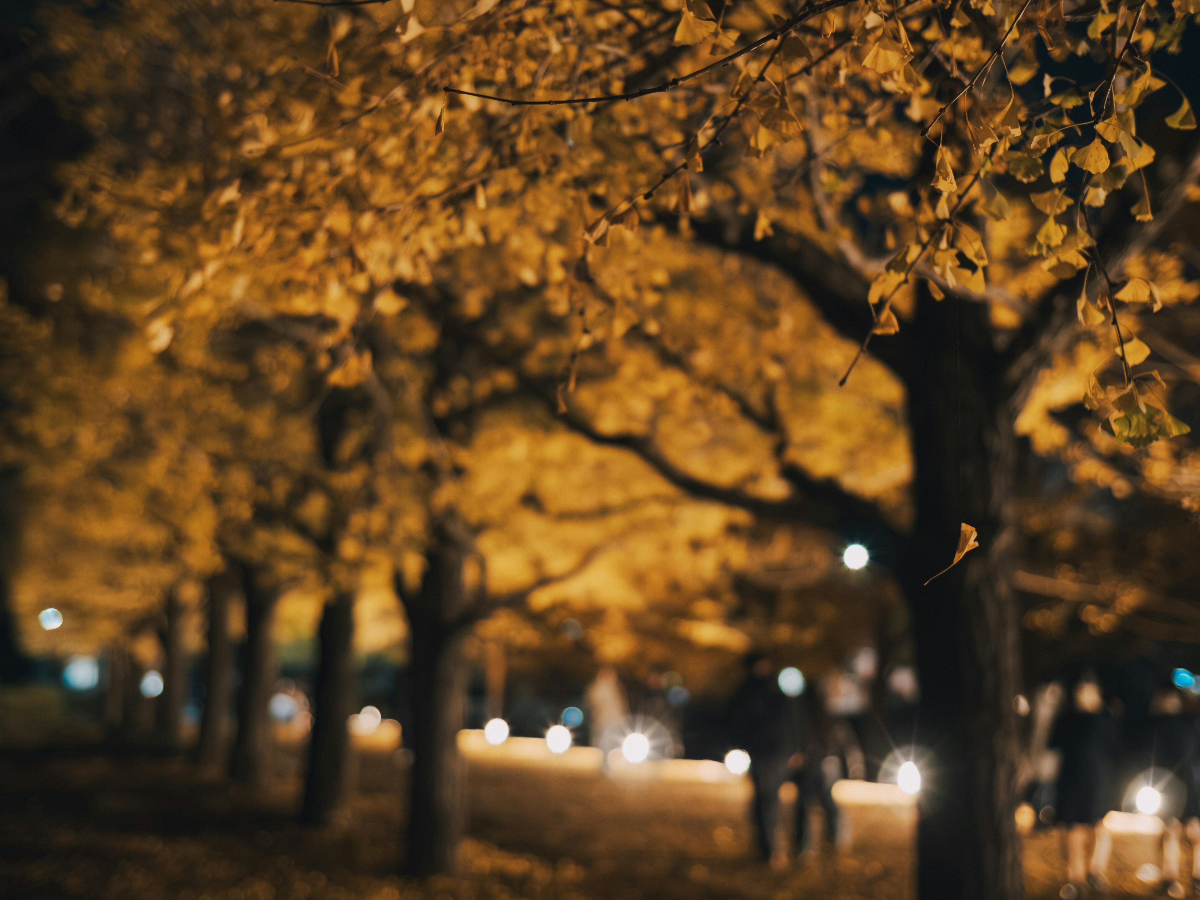 夜の公園に並ぶ黄色い葉の木々とぼんやりした街灯