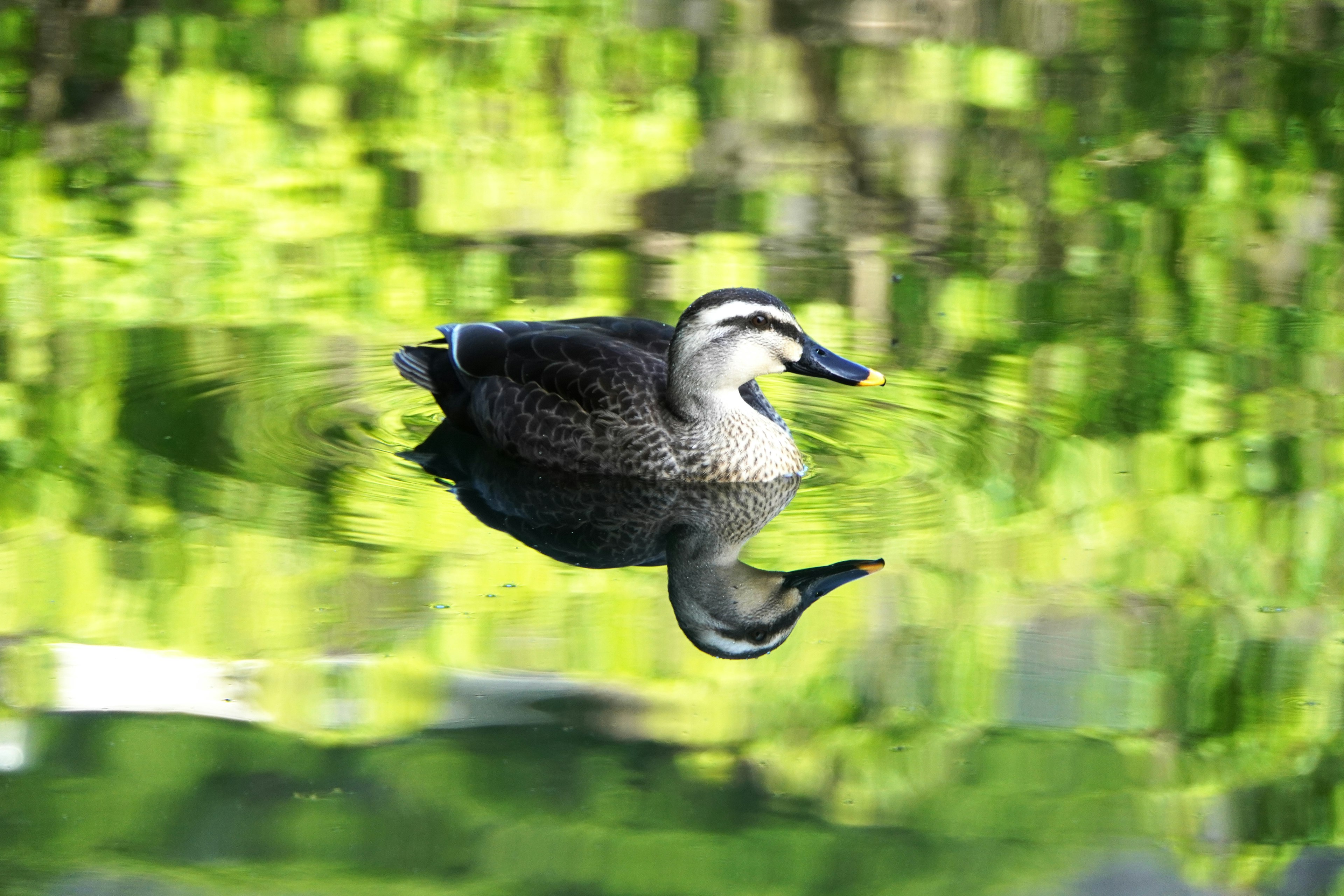 A duck gliding on the water with beautiful reflections of greenery