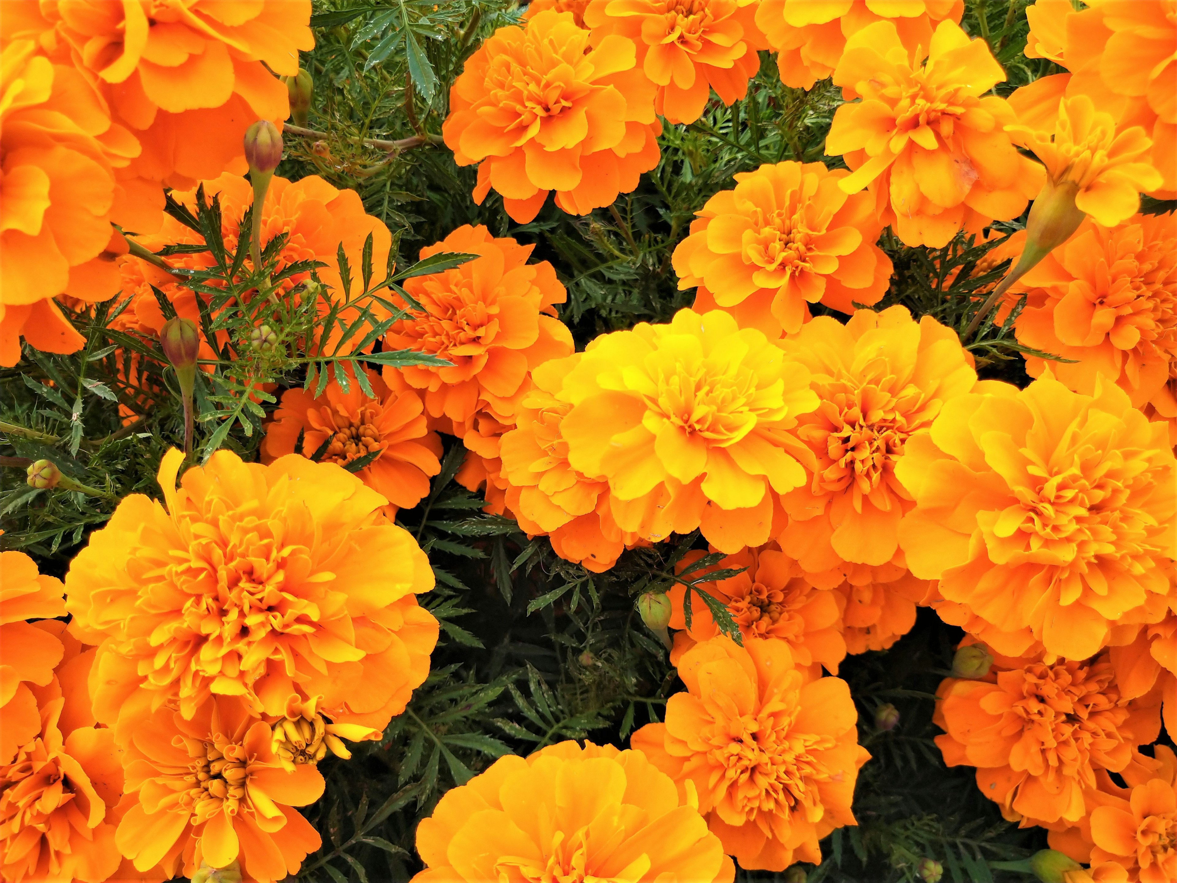 Flores de cempasúchil naranjas vibrantes en plena floración