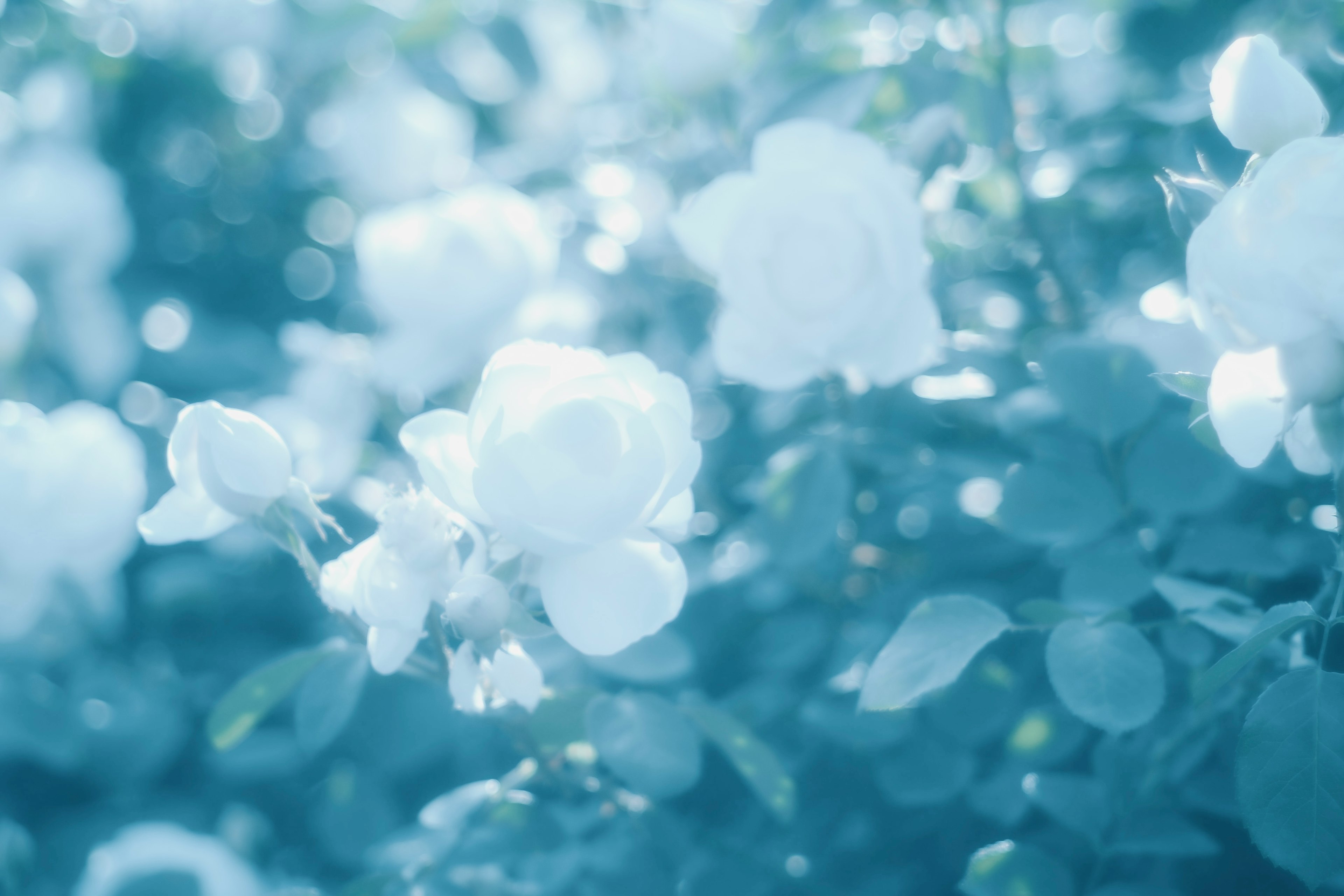 Image douce de roses blanches fleurissant sur un fond bleu