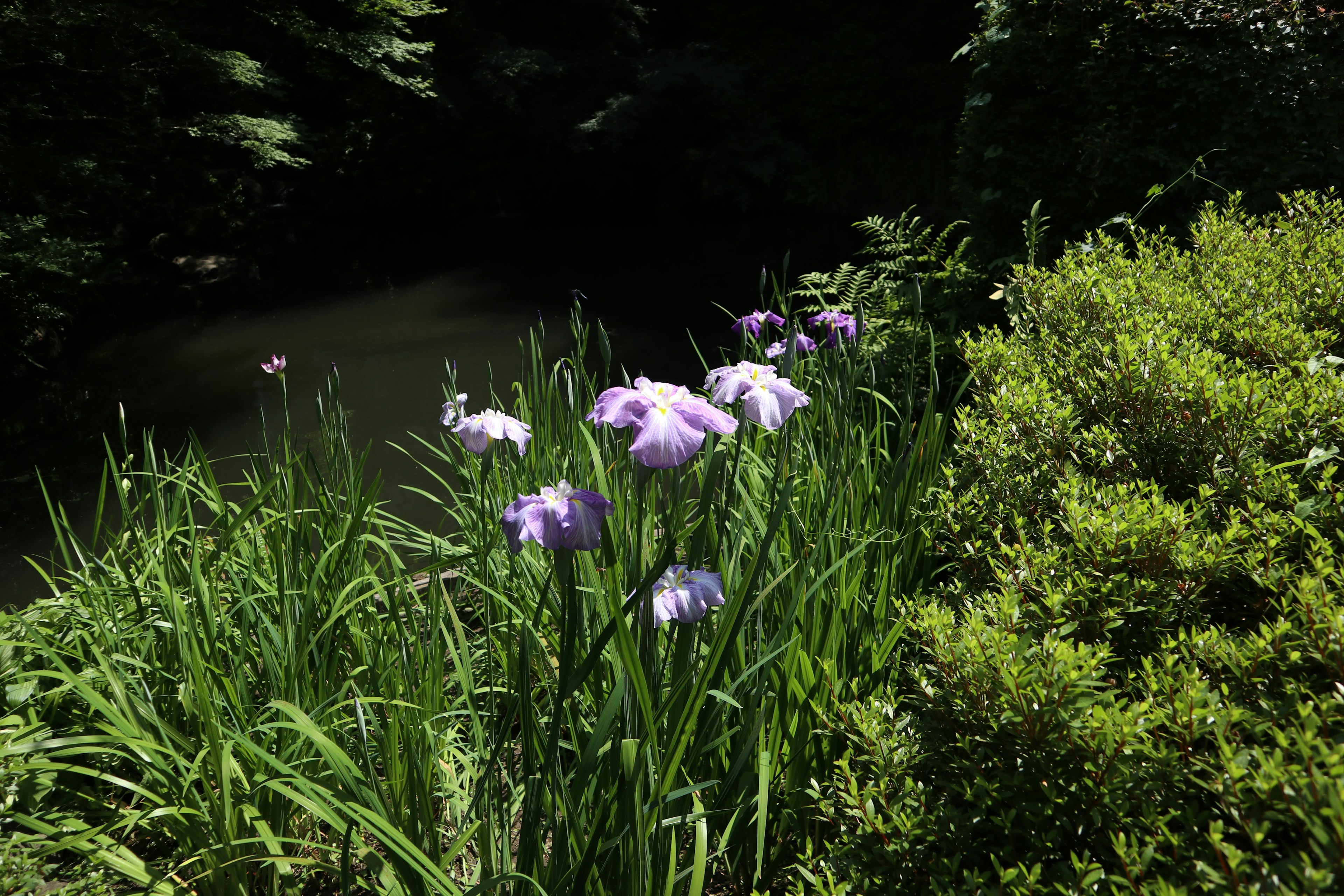 Photo of purple flowers and lush green grass by a pond