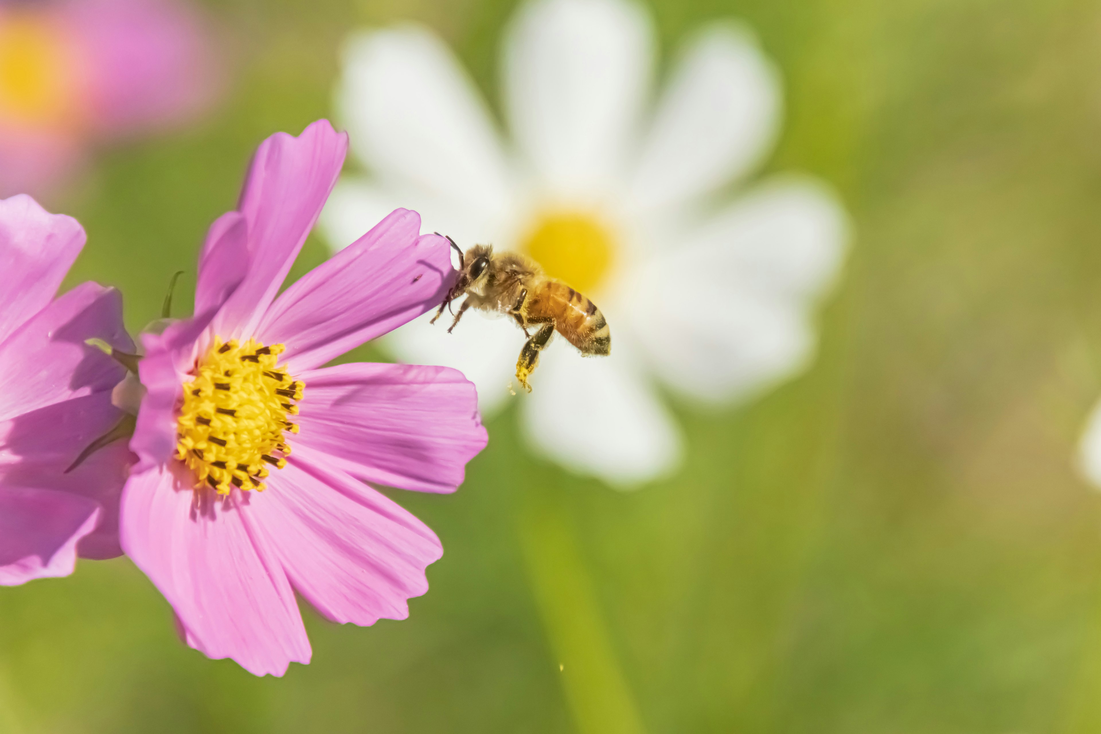 Abeille sur une fleur rose avec un fond de fleur blanche