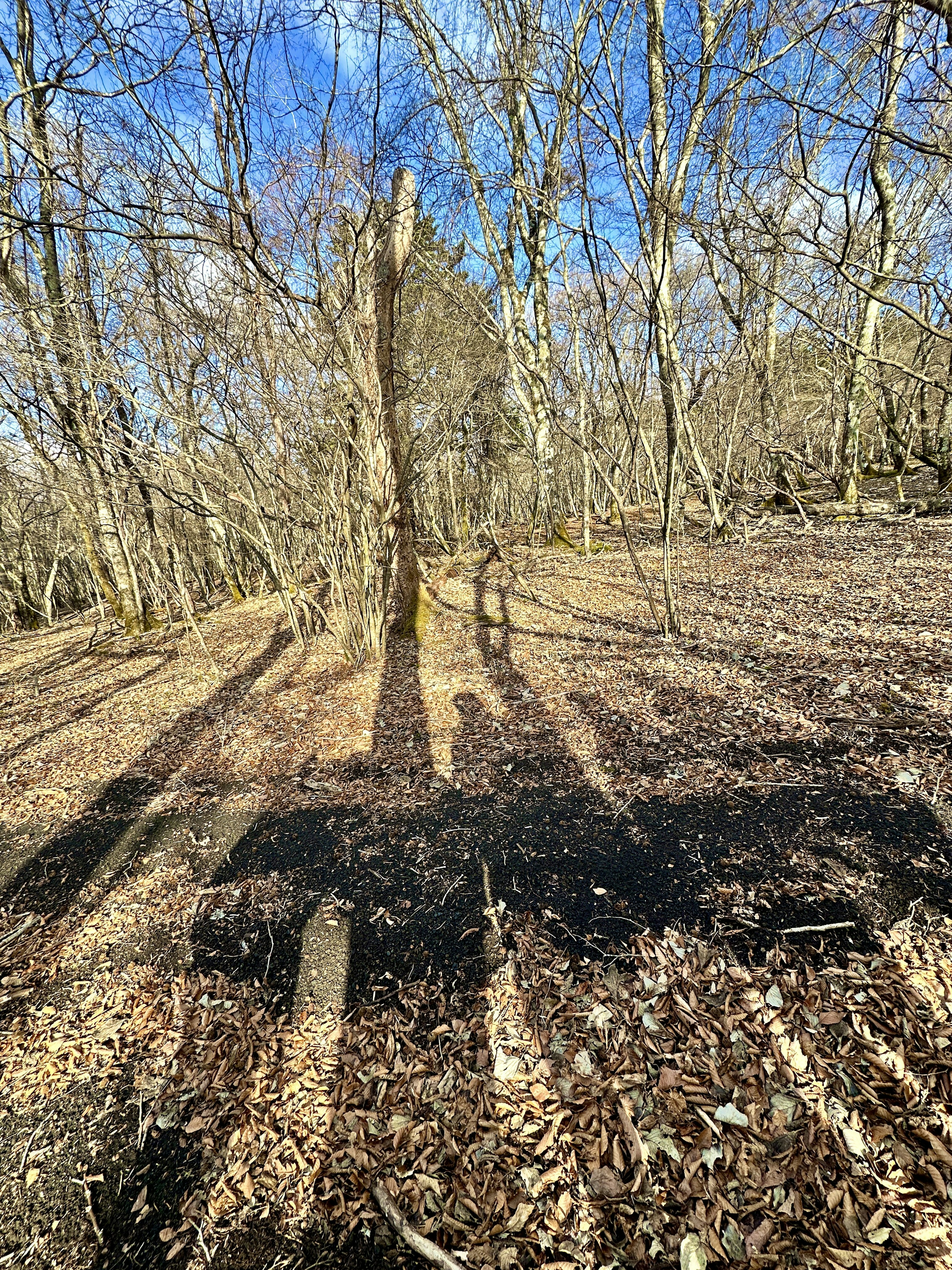 森林景观，树影投射在地面上