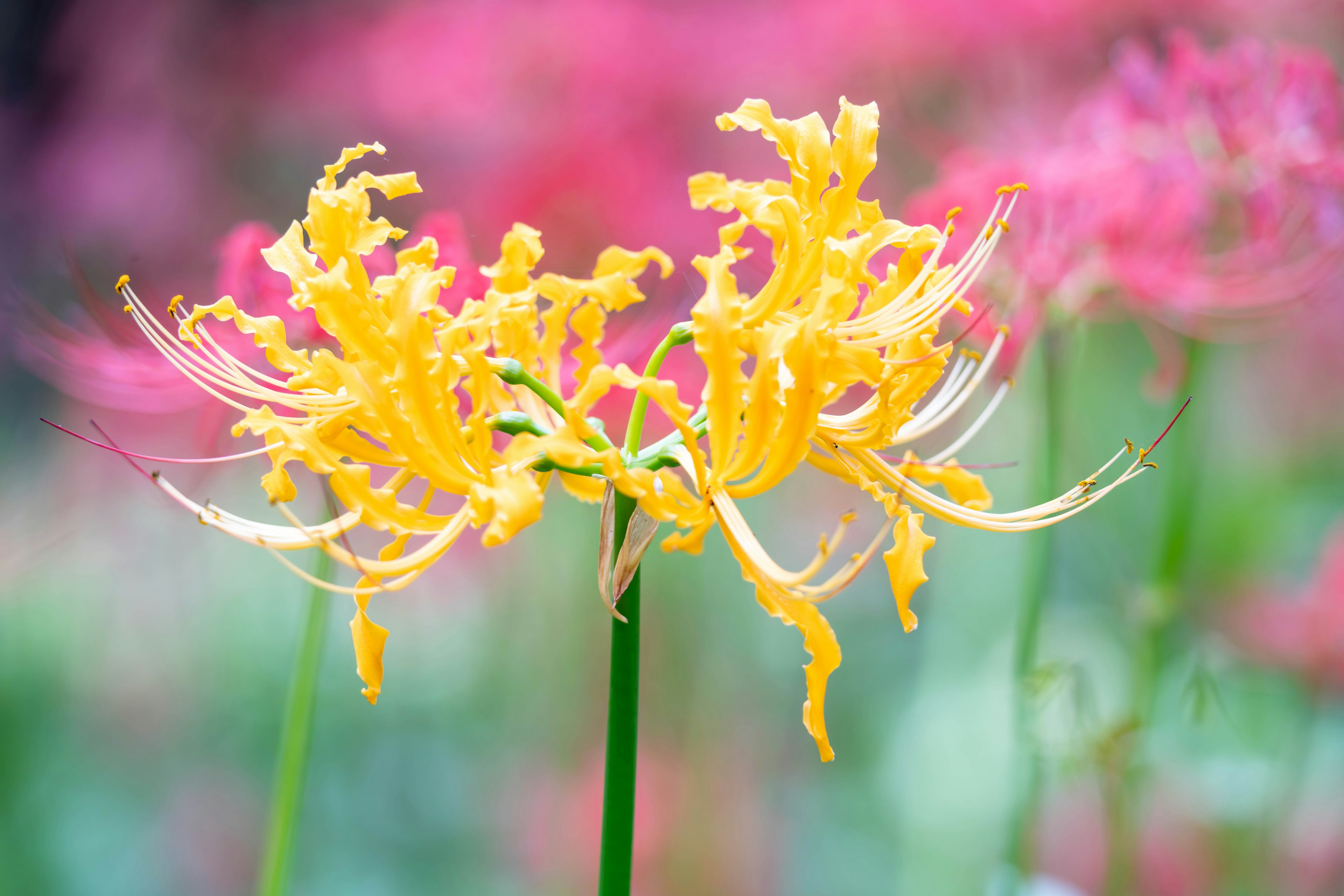 Fiori gialli vivaci in fiore con uno sfondo sfocato di fiori rosa