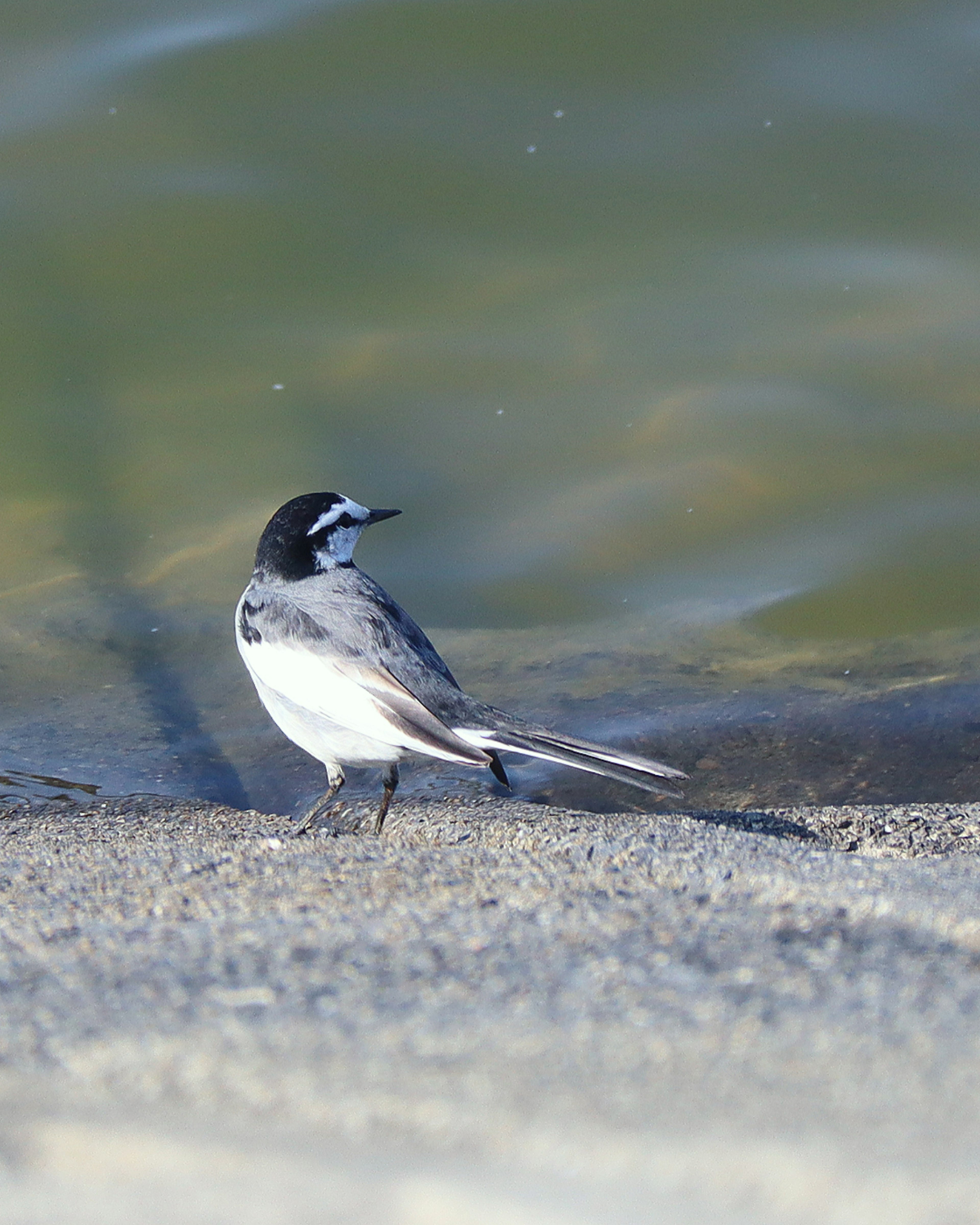 Un ave blanca y negra de pie junto al agua