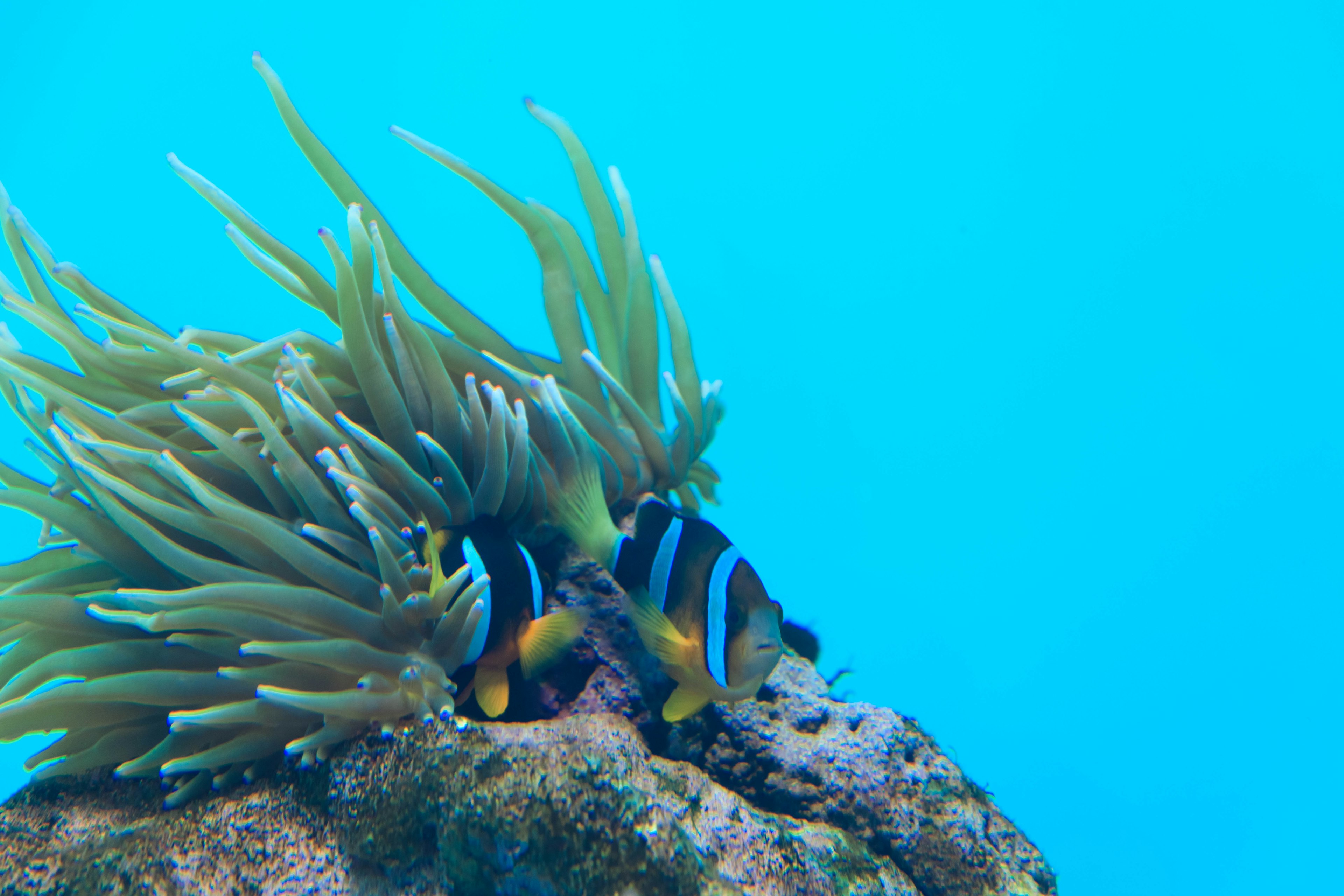 Peces payaso escondiéndose entre anémonas en agua azul clara