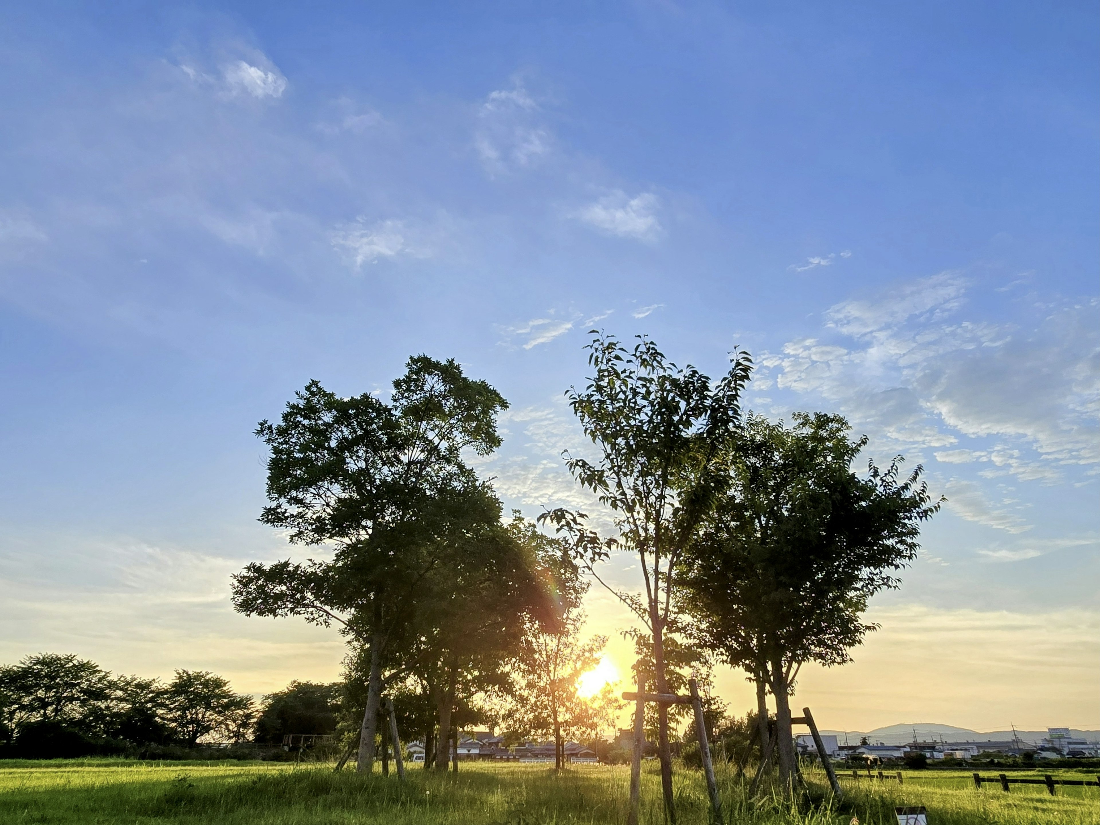 綠樹與日落和藍天的風景