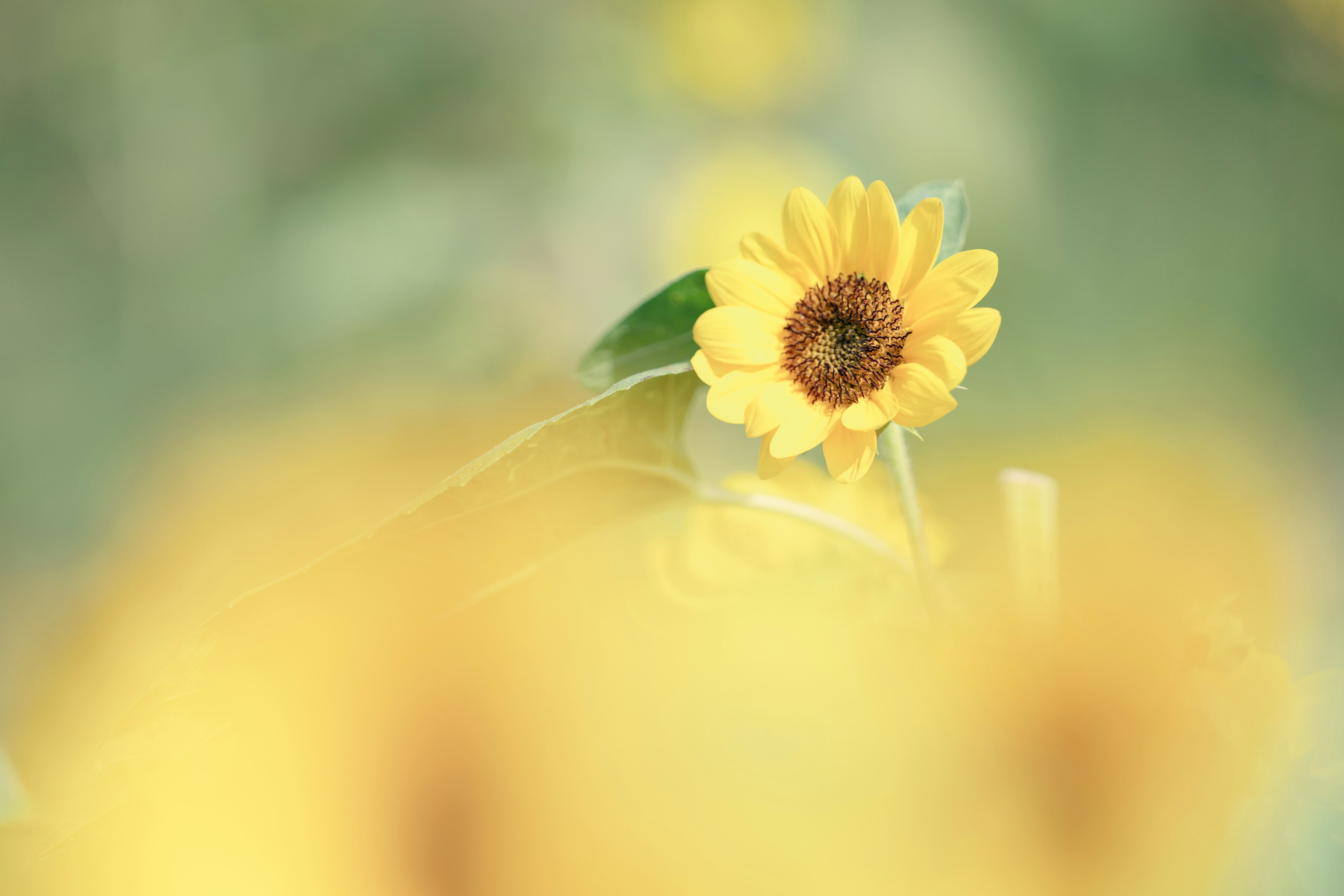 A bright yellow sunflower stands out against a blurred background