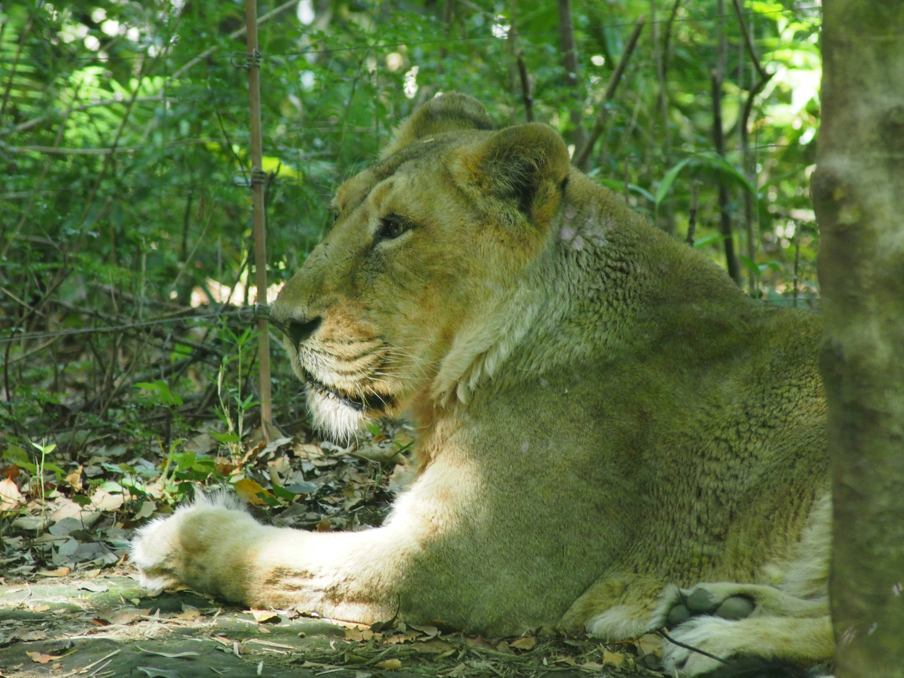 Side profile of a lioness resting in the shade of trees