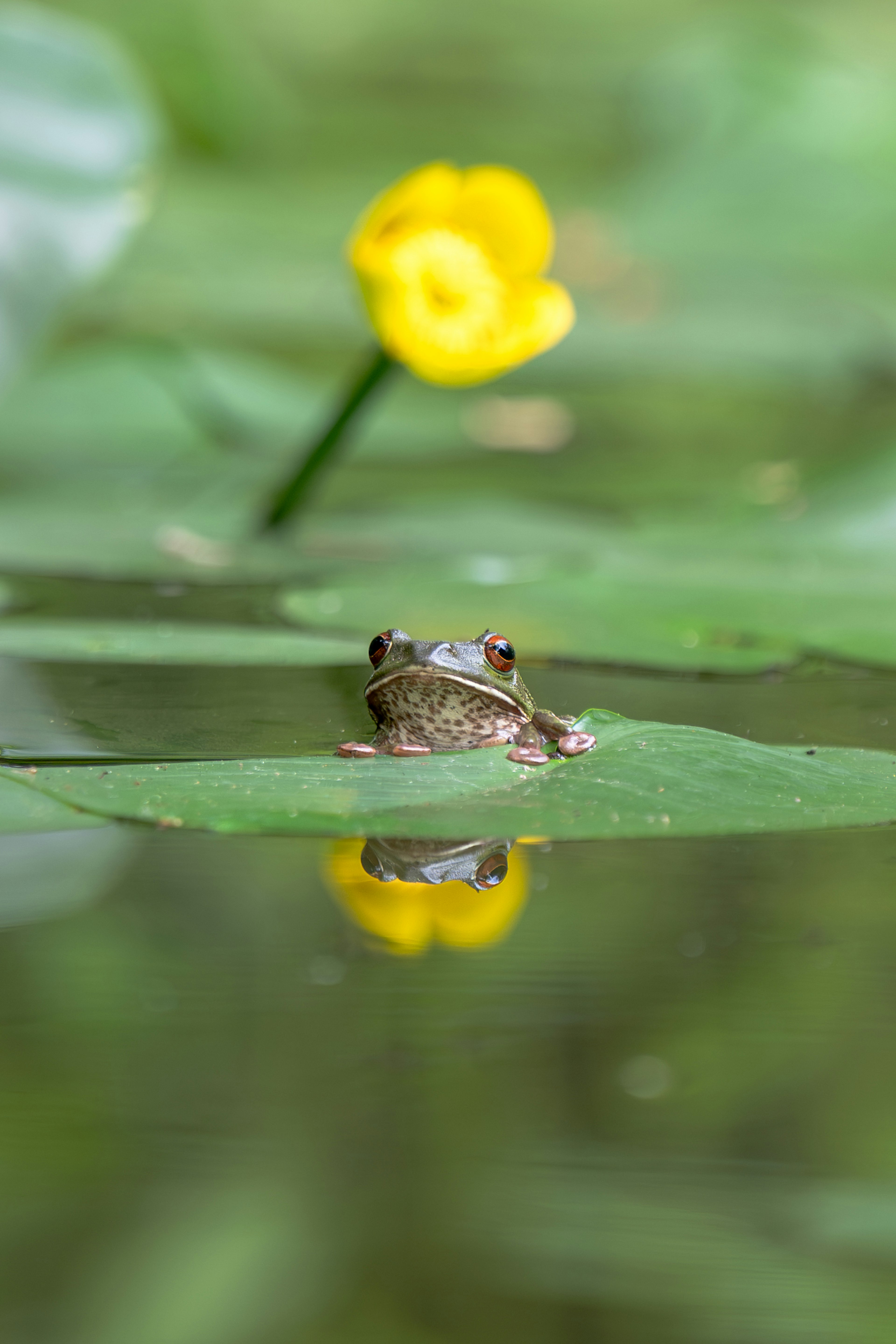 Ein Frosch auf einem Seerosenblatt mit einer gelben Blume im Hintergrund