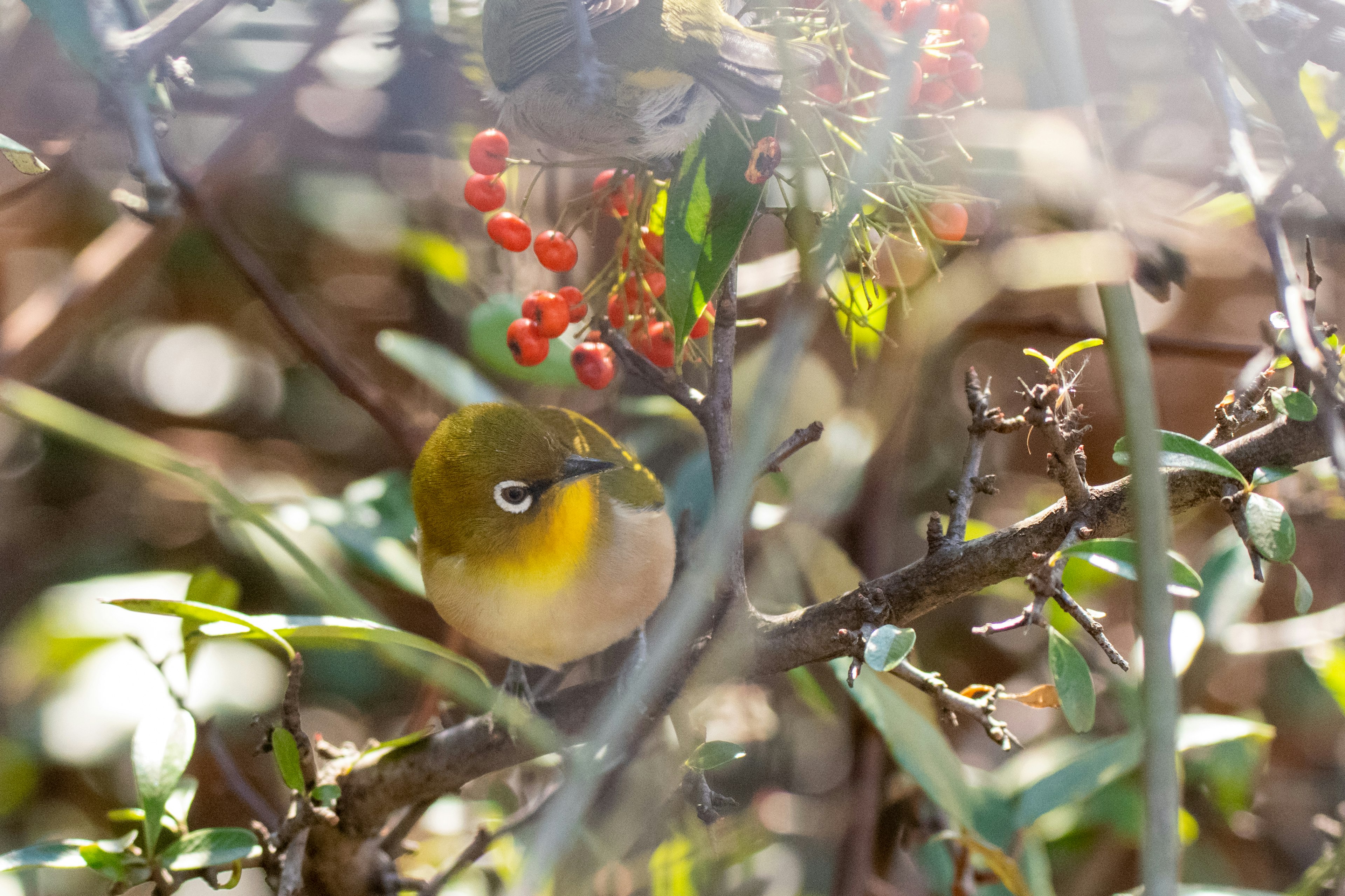 A small green bird perched on a branch with red berries