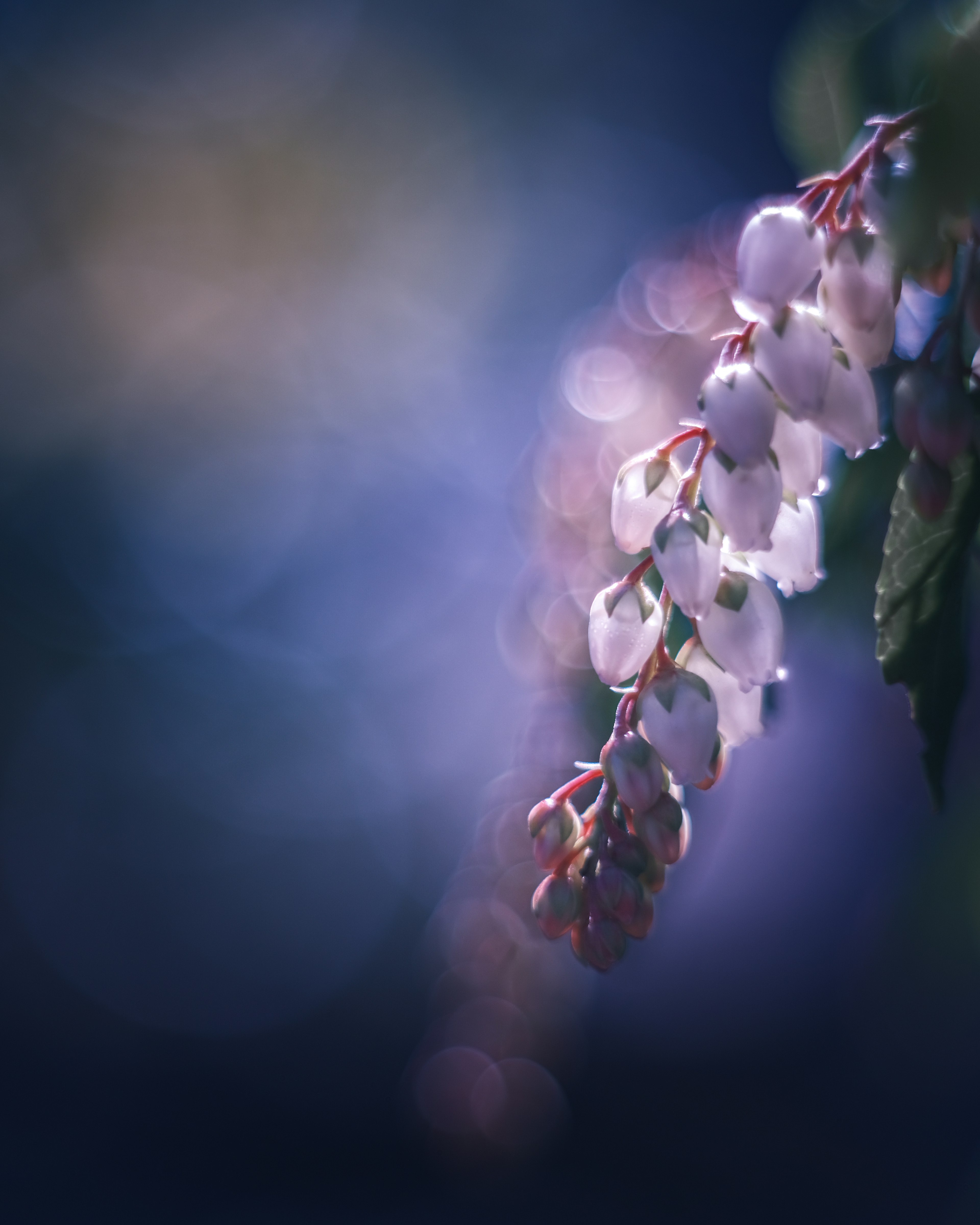 Zarte weiße Blumen hängen vor einem sanften lila Hintergrund