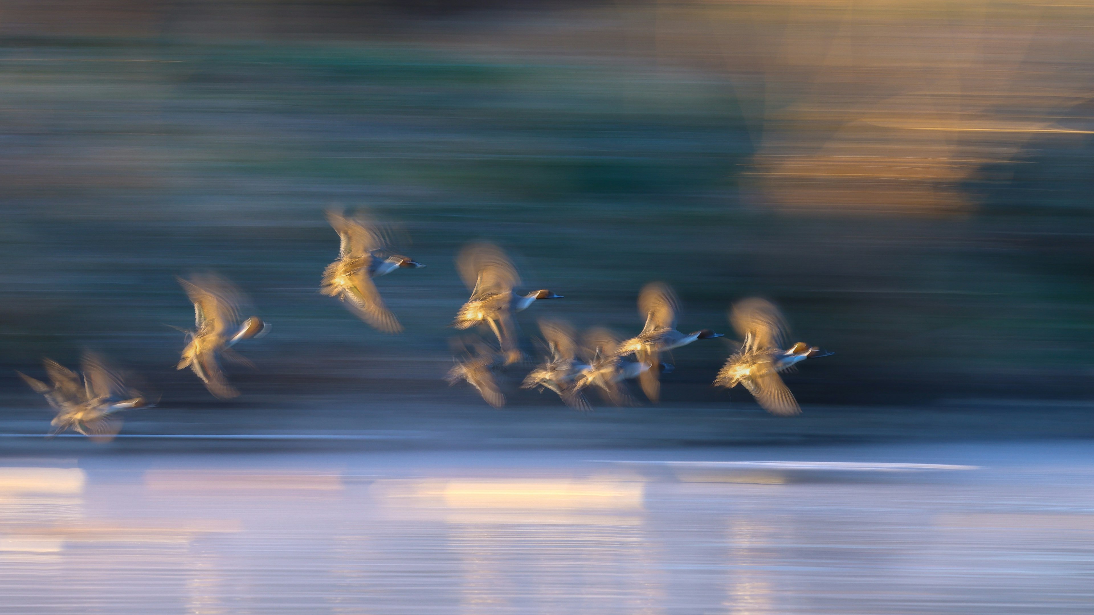 水面を飛ぶ鳥の群れの動きが捉えられた画像