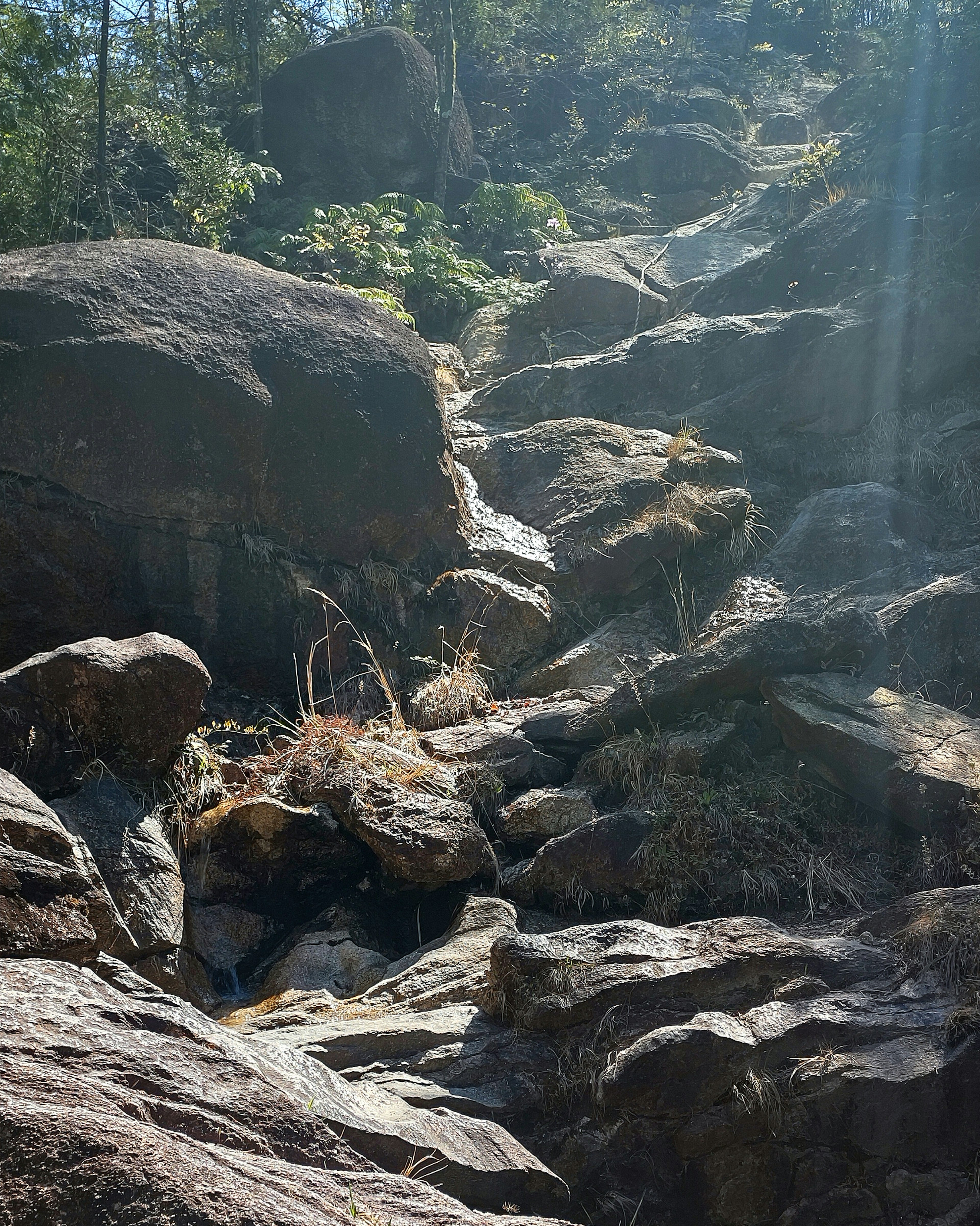 Arroyo fluyendo entre rocas con vegetación exuberante alrededor