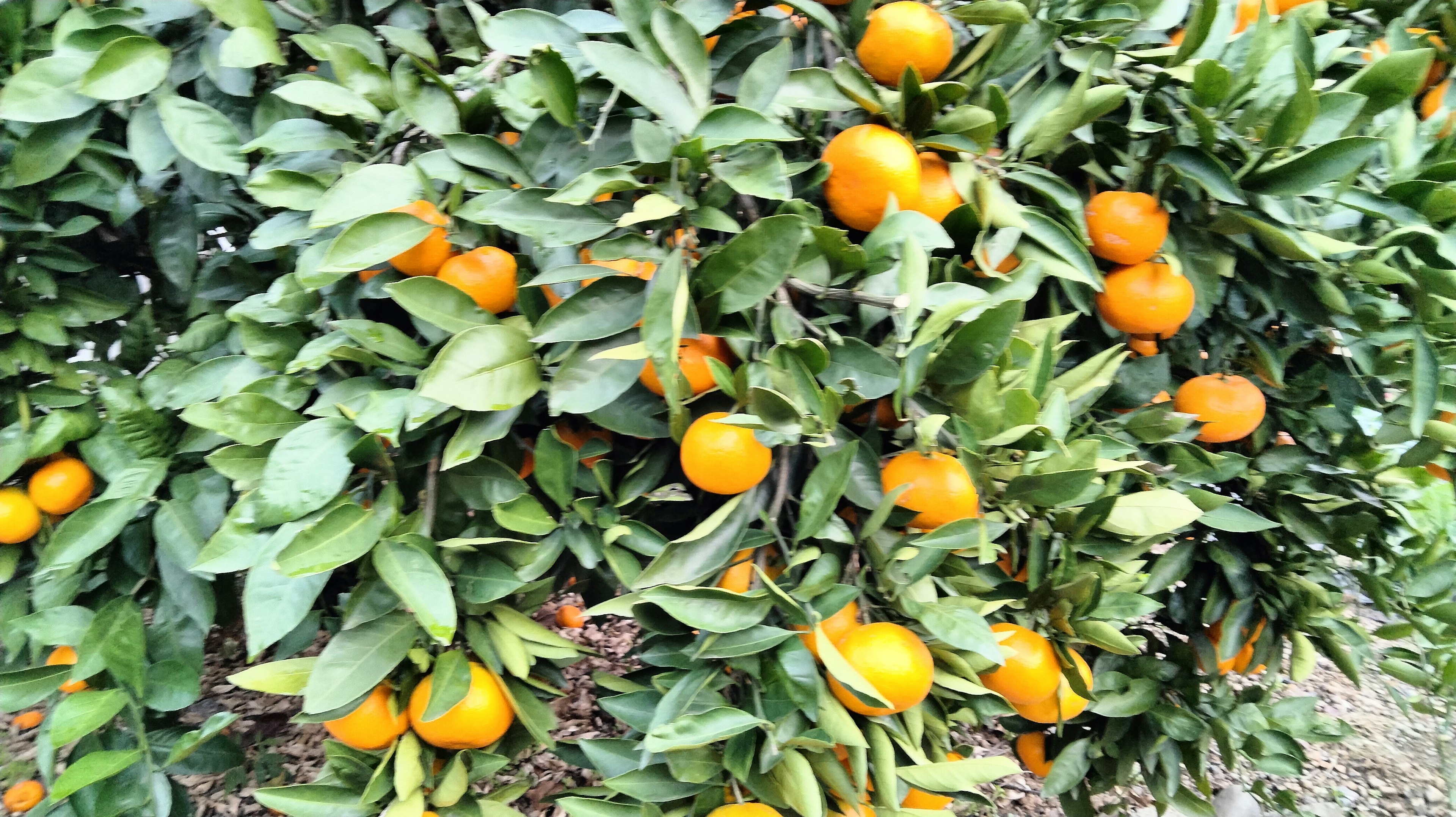 Branches of an orange tree laden with ripe oranges