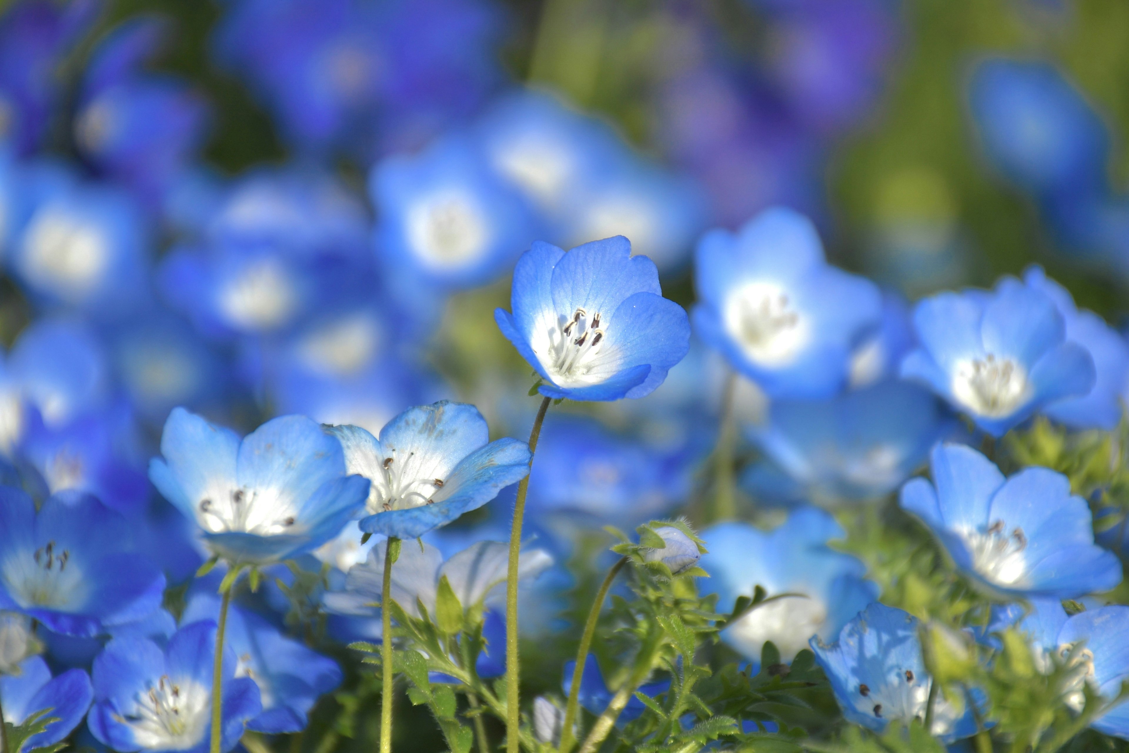 A beautiful scene of clusters of blue flowers