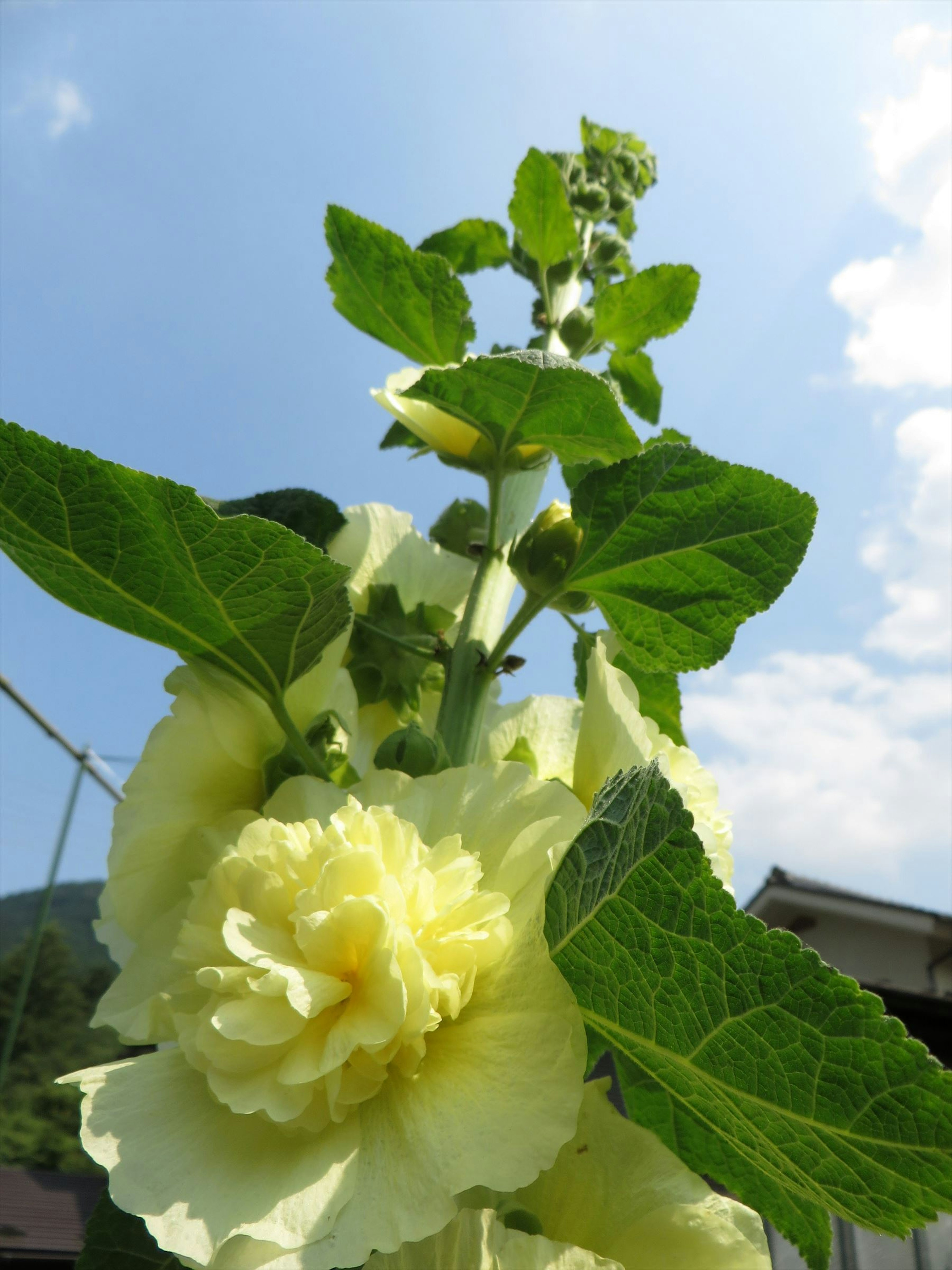 黄色い花と緑の葉を持つ植物のアップ