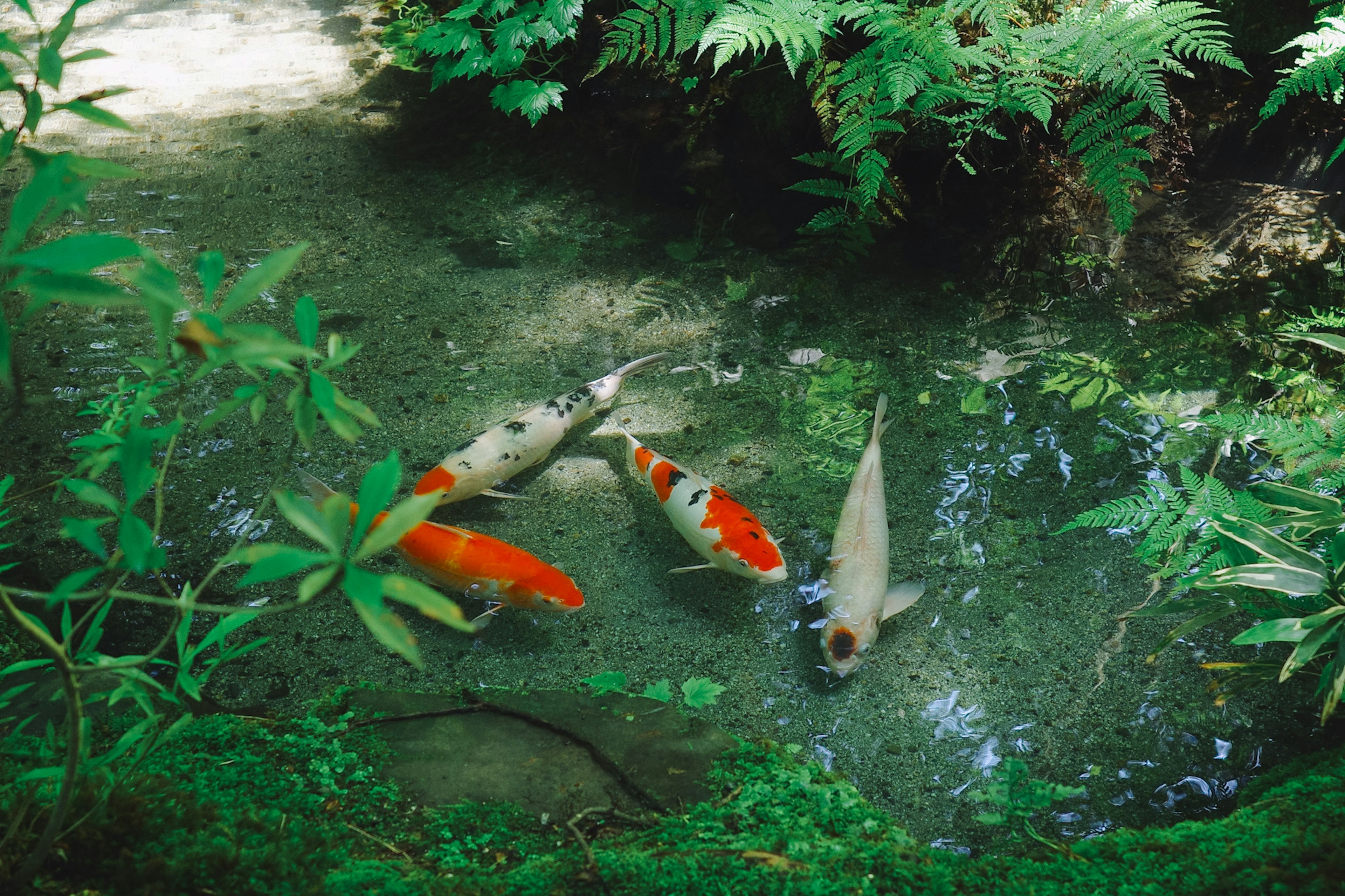 Eine Gruppe Koi-Fische, die in einem Teich schwimmen, umgeben von grünem Laub