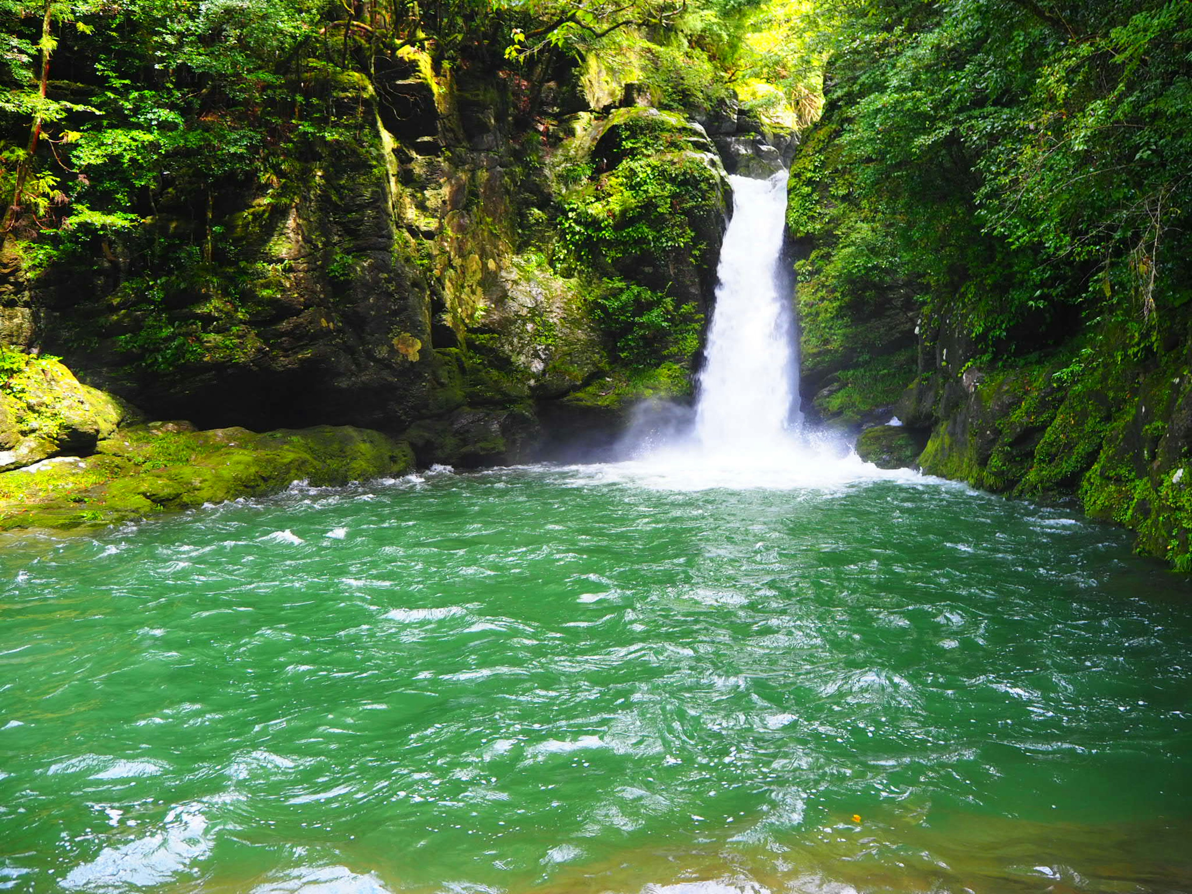 Cascada que cae en una piscina verde vibrante rodeada de un bosque frondoso