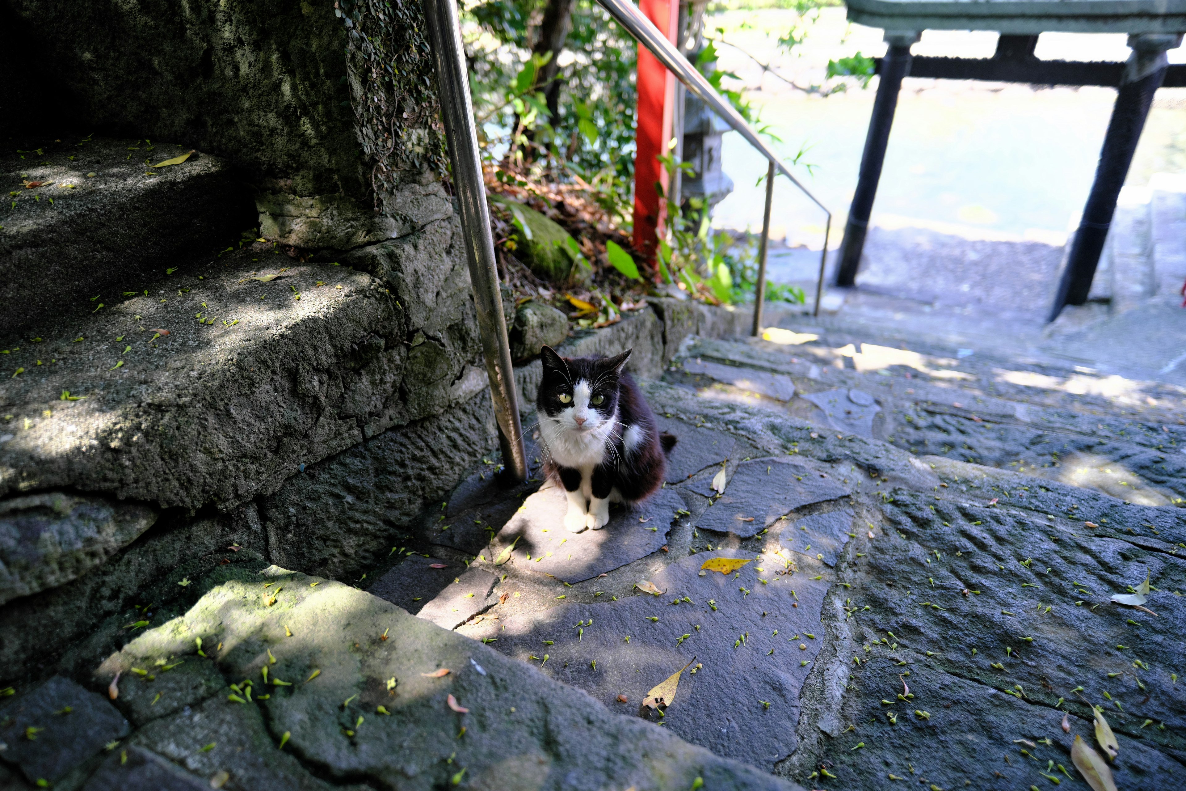 Un gato blanco y negro sentado al pie de una escalera de piedra