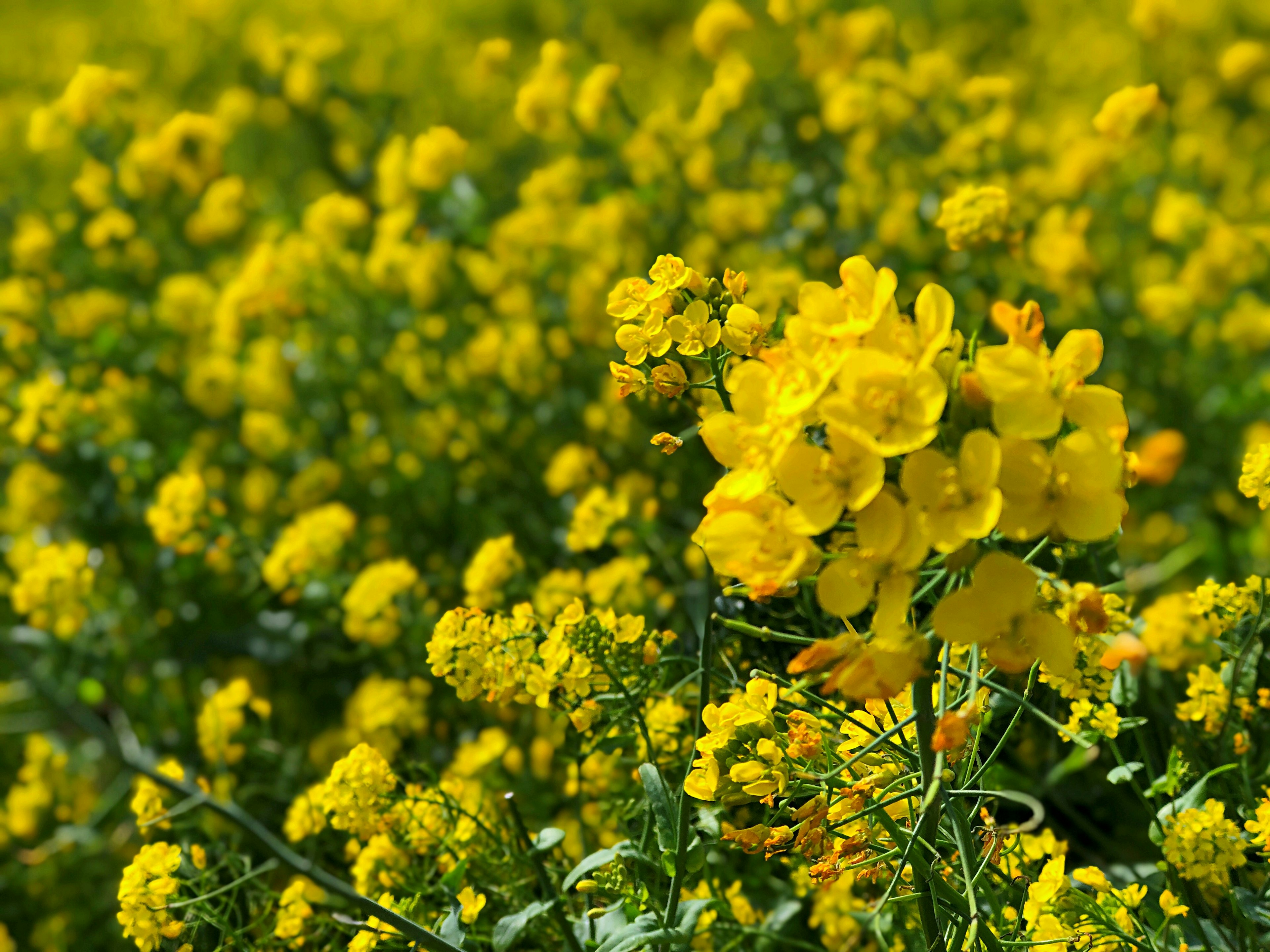 Un champ vibrant de fleurs jaunes en pleine floraison