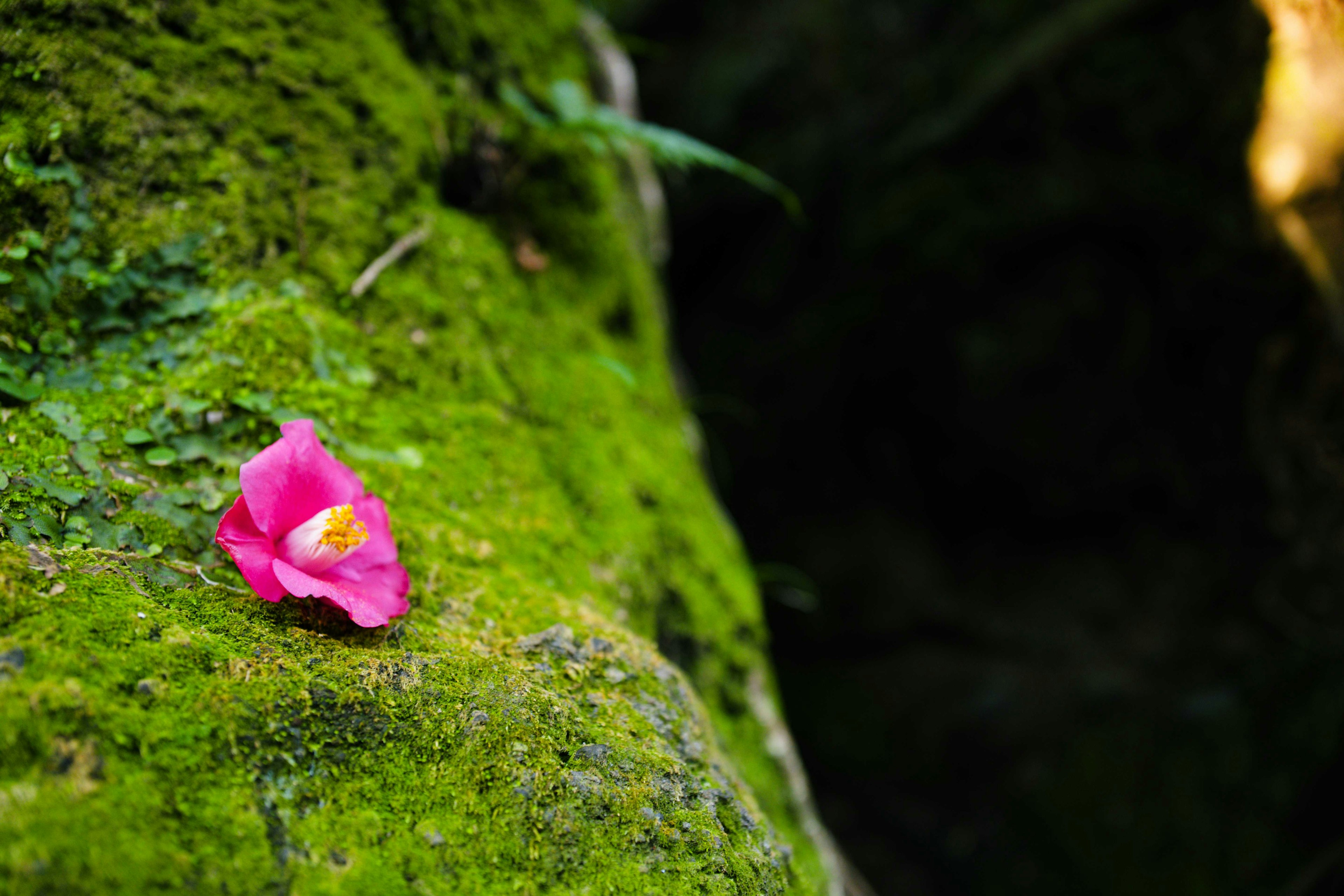 Pink flower petal resting on green moss