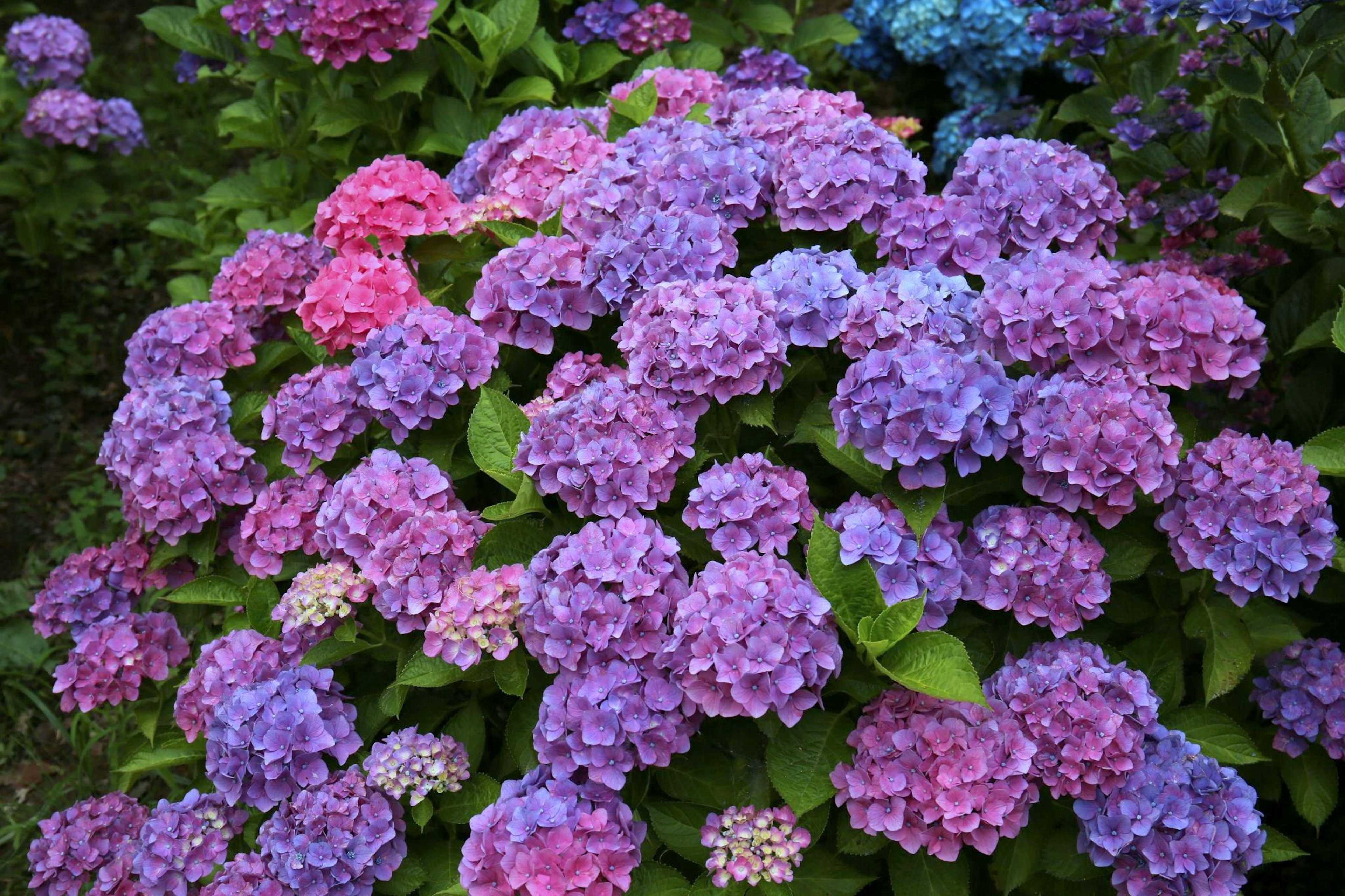 A vibrant display of blooming hydrangea flowers in shades of purple and pink