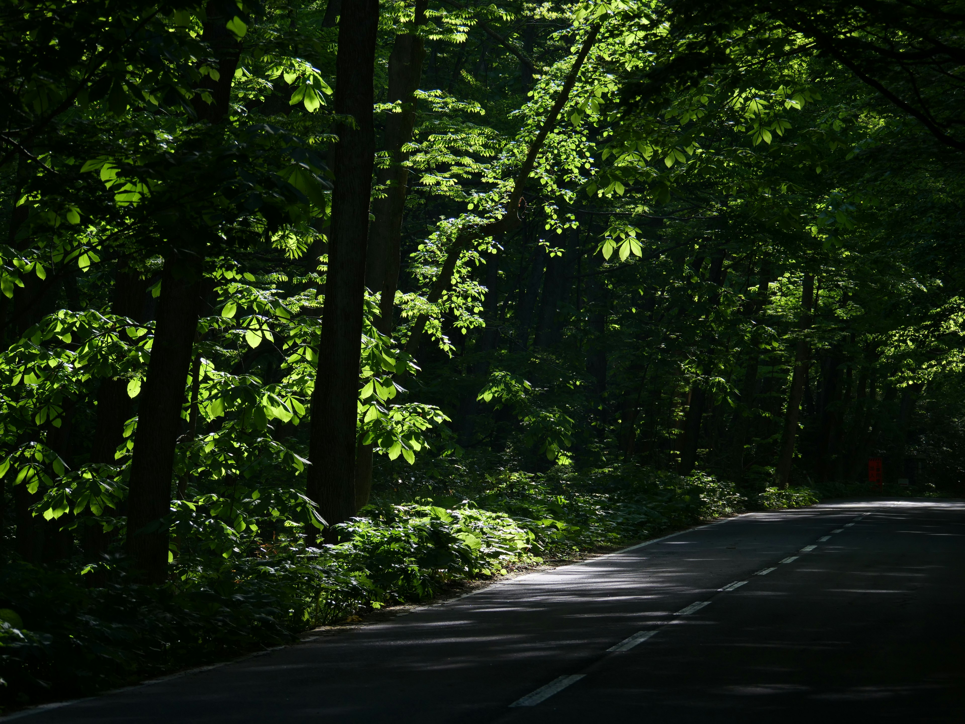 Jalan tenang di tengah hutan hijau lebat dengan sinar matahari menyinari di antara pepohonan