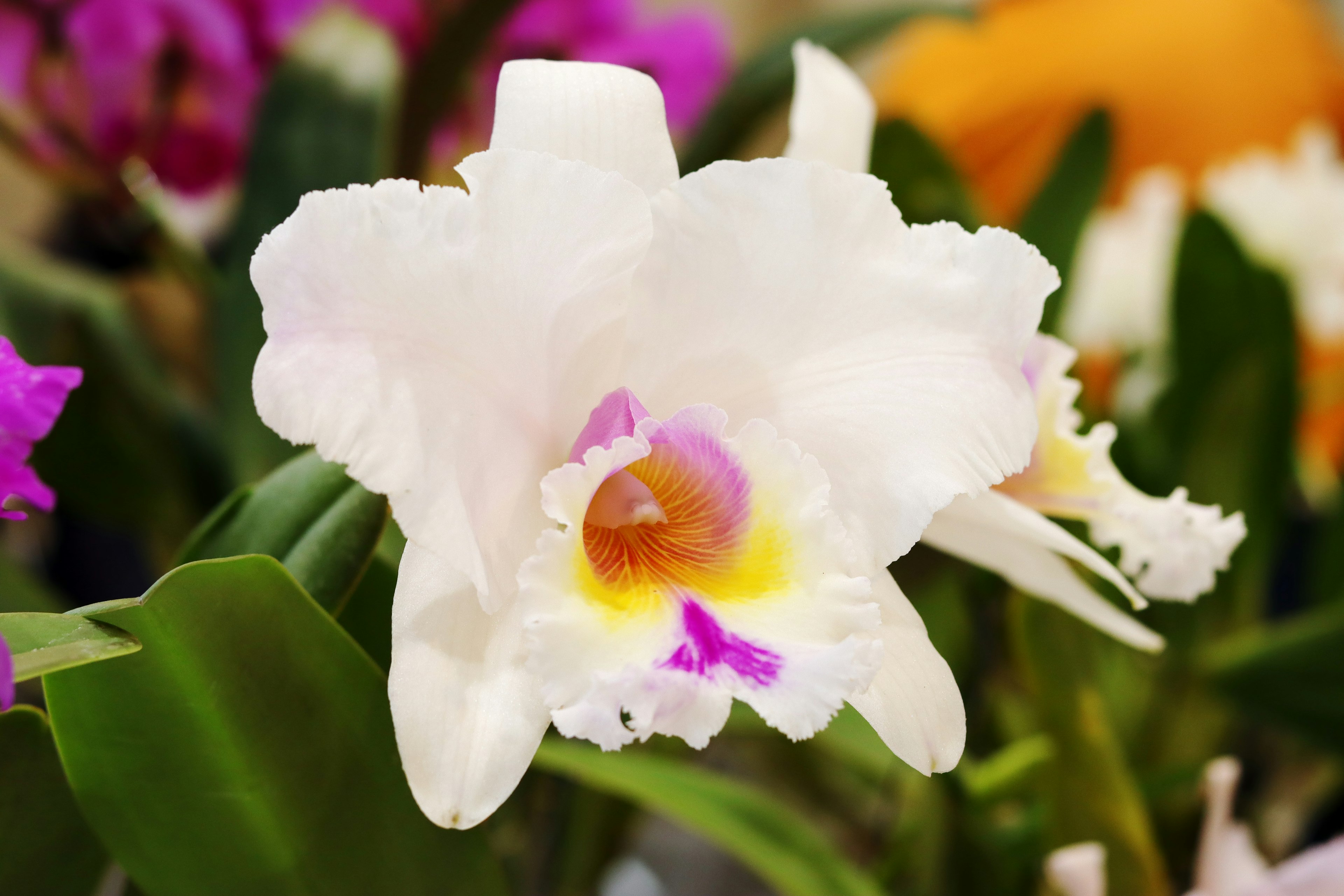 White orchid flower with colorful background