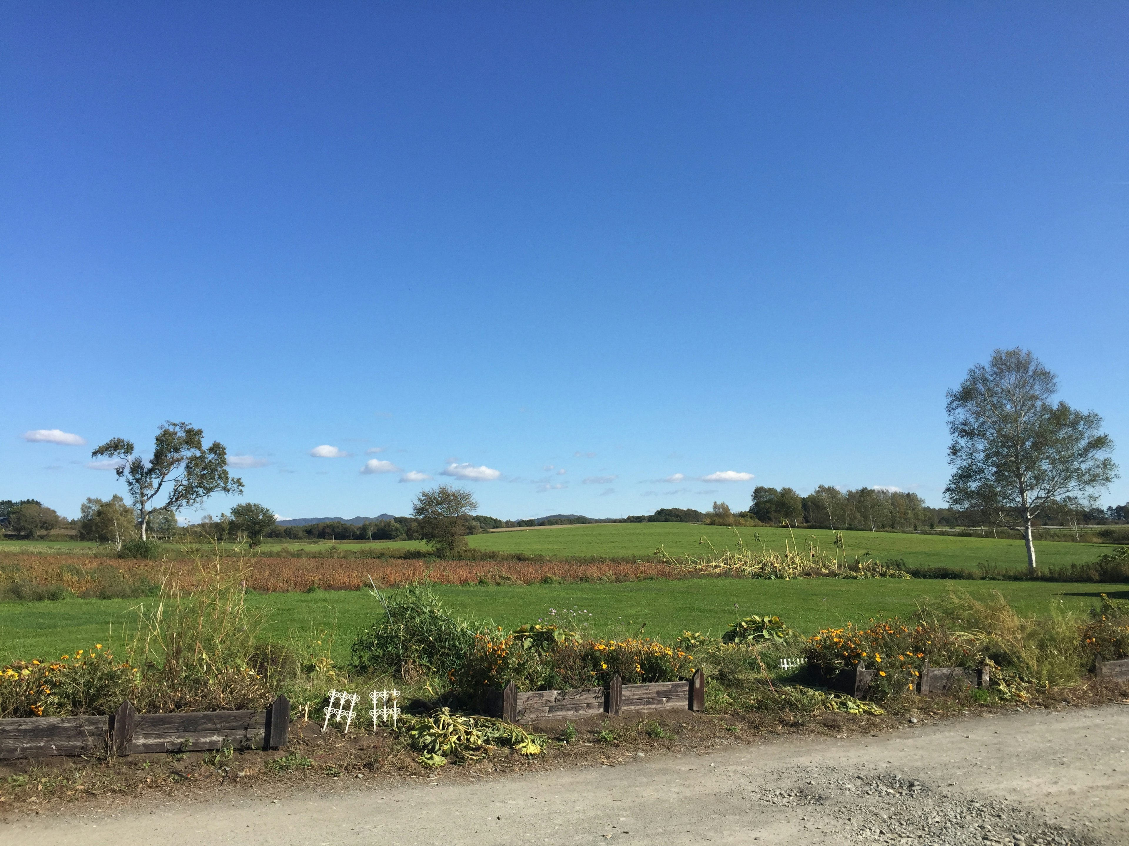 Landschaft mit klarem blauen Himmel und grünen Feldern mit Blumenbeeten und Bäumen