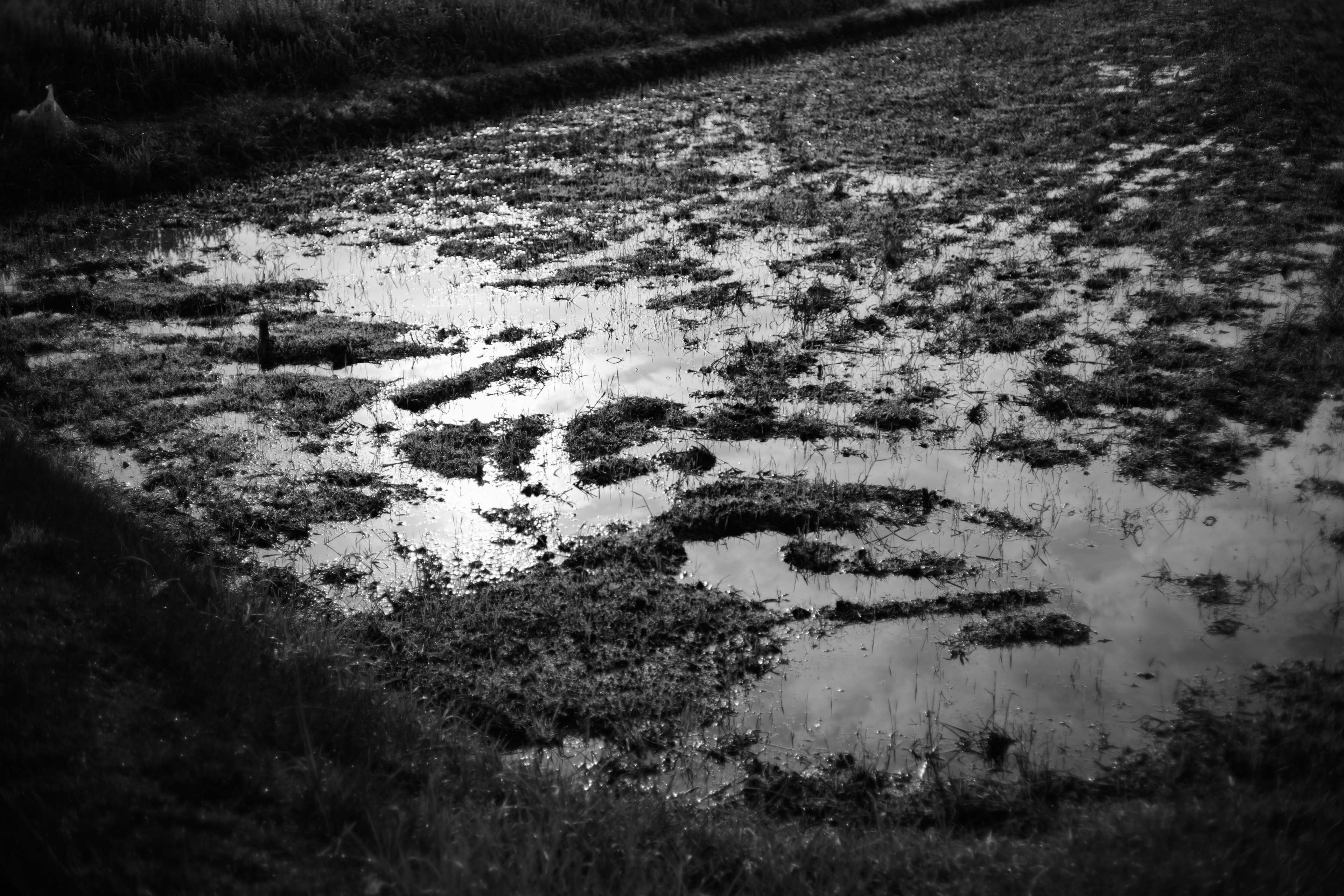 Refleksi di sawah yang tergenang dengan tekstur lumpur