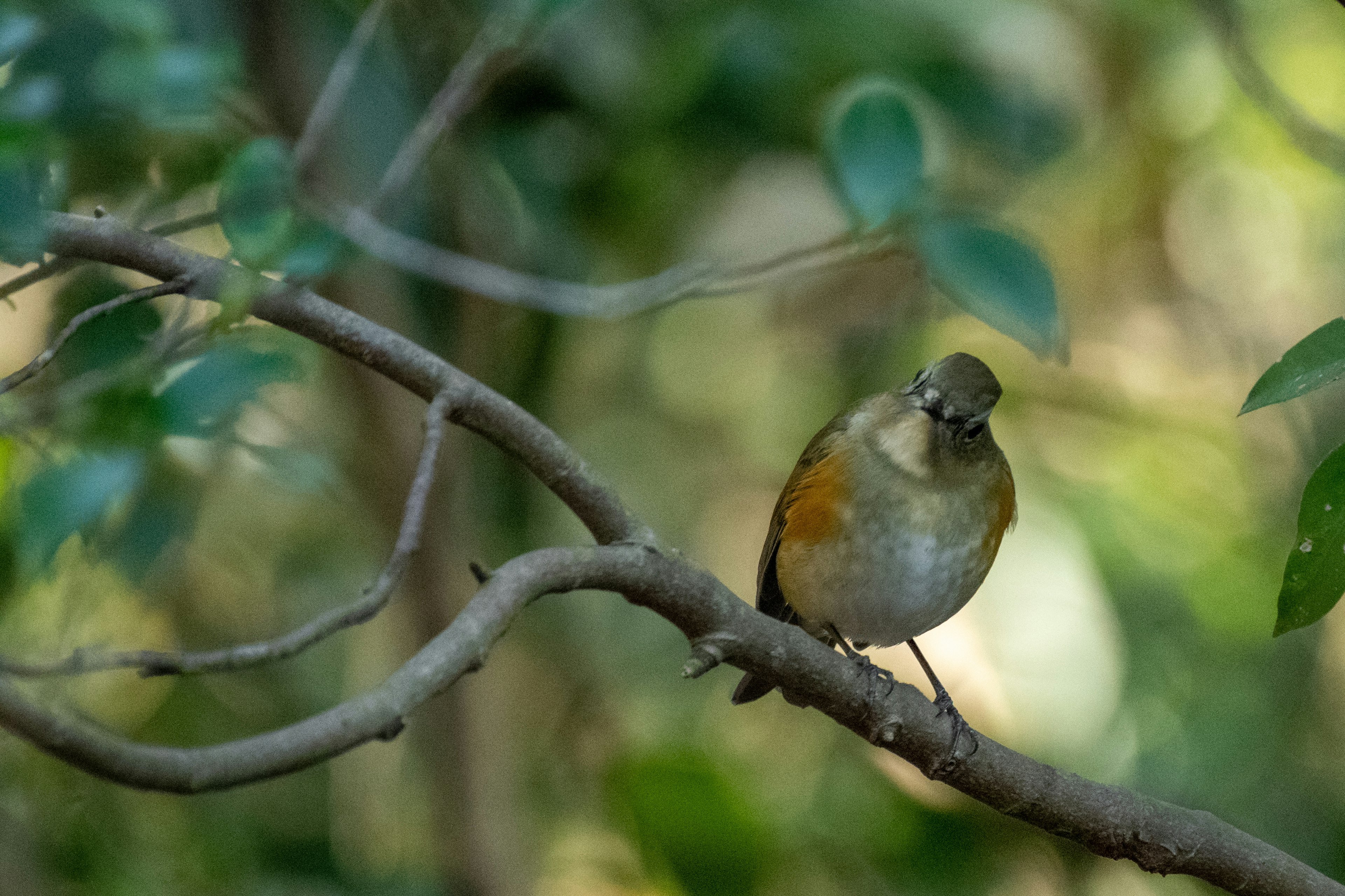 A small bird perched on a branch with green leaves in the background